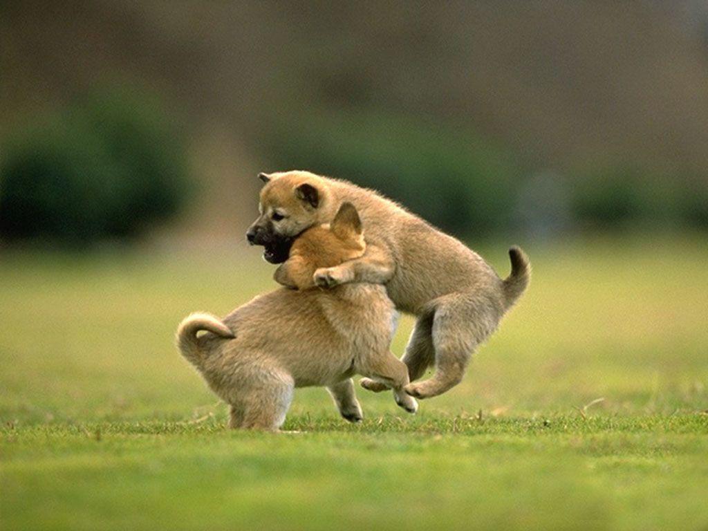 Animals Wallpaper 178, Free Desktop Wallpaper, Cool Wallpaper