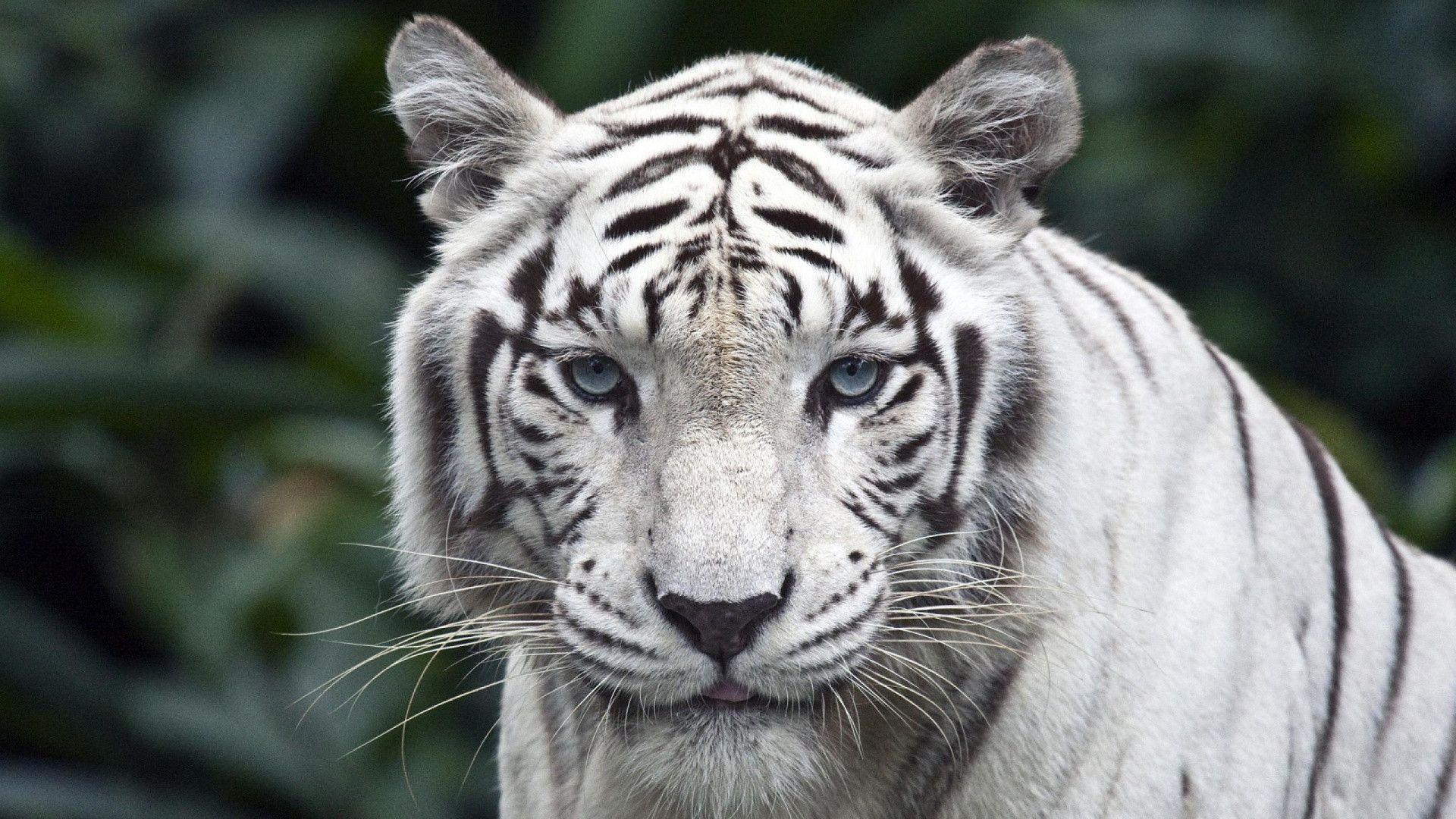 White Tiger Background Wallpaper