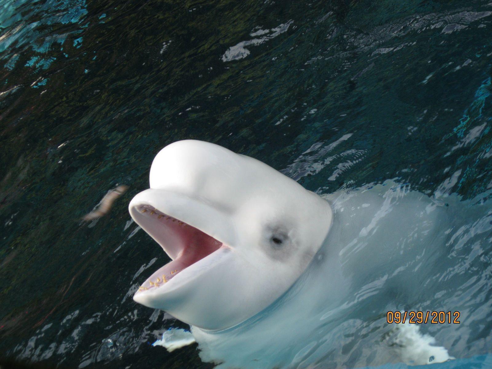 image For > Beluga Whale Picture