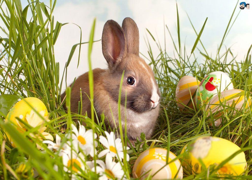 Free Easter Background 29 HD Image Background And Wallpaper Home