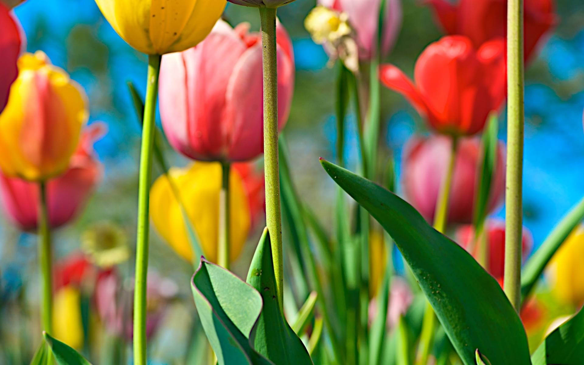 Field Tulips Background Nature Desktop desktop wallpaper