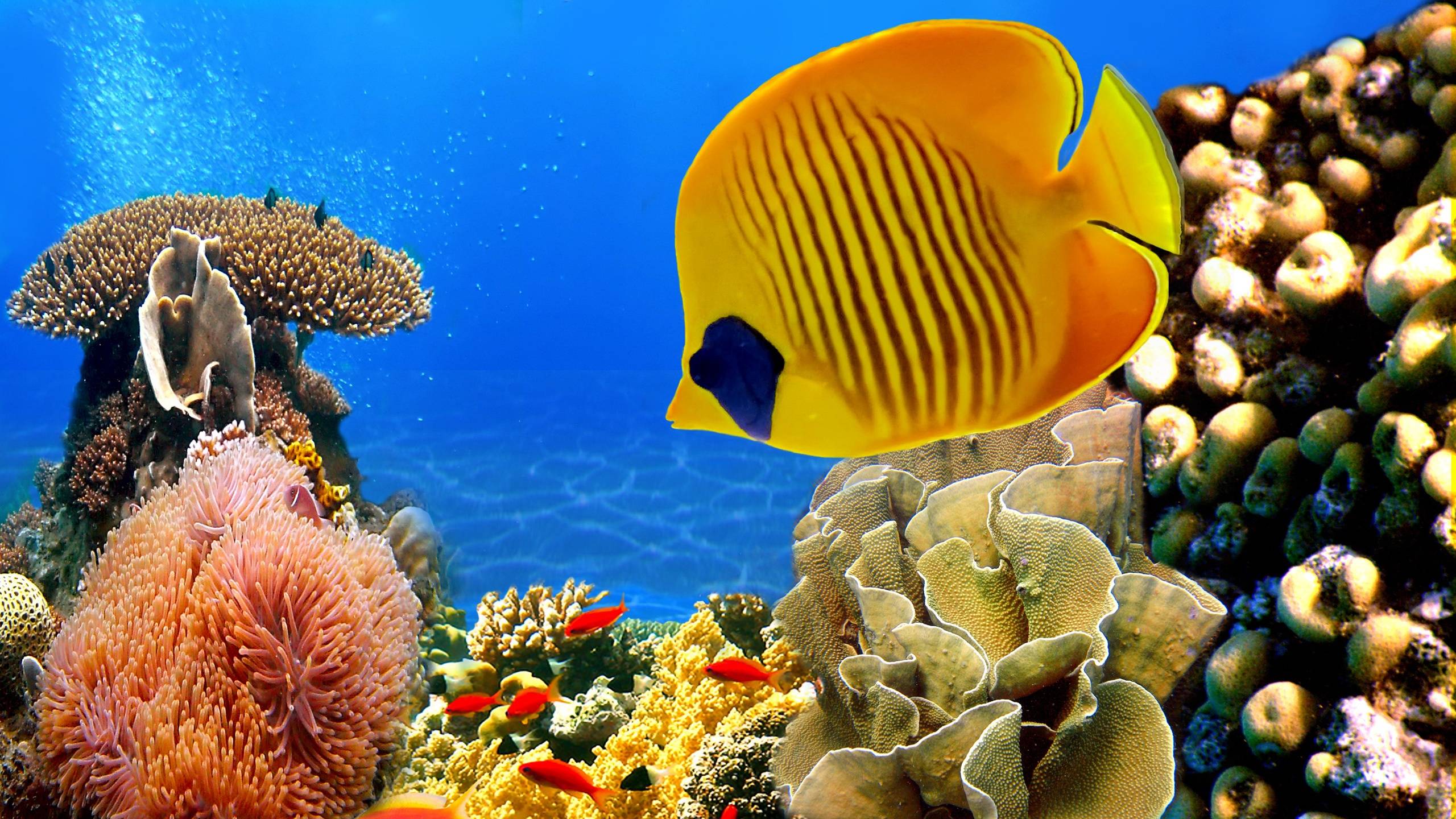 2560x1440 Coral reef Wallpapers