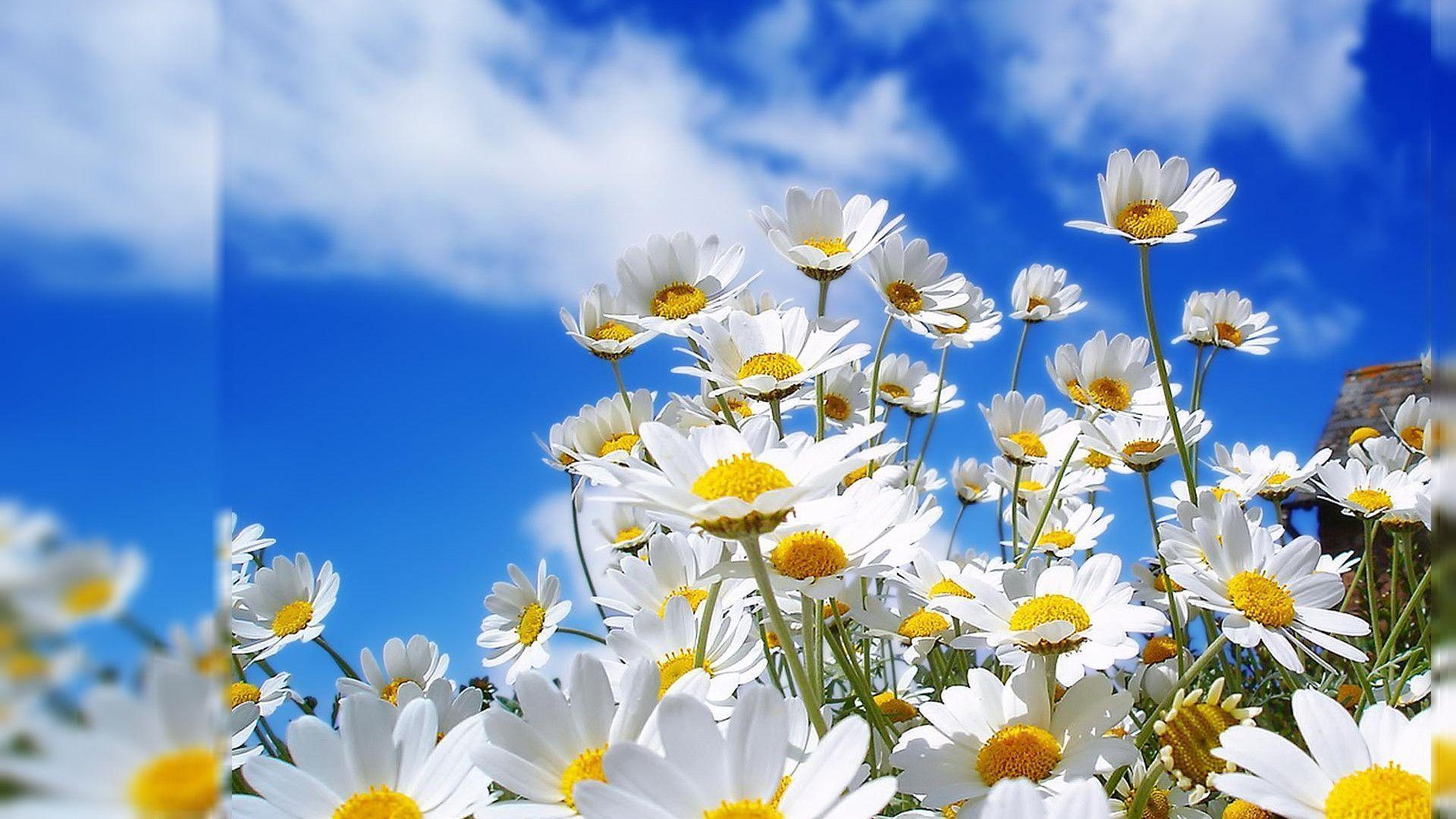 White Flowers Desktop Wallpaper