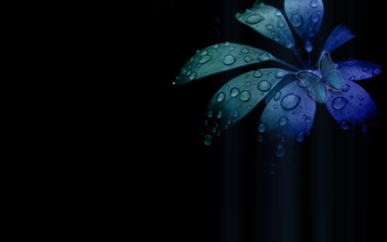 Wallpaper For > Black And Blue Butterfly Wallpaper