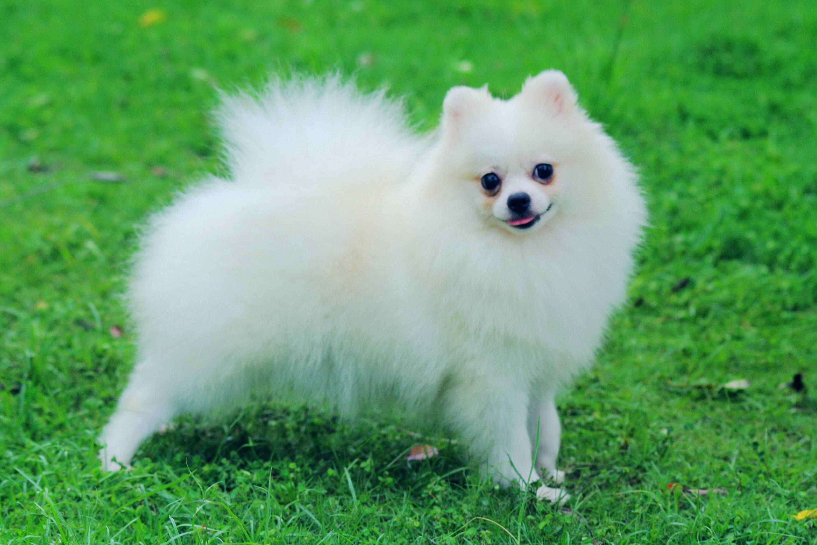 Pomeranian Wallpapers Wallpaper Cave