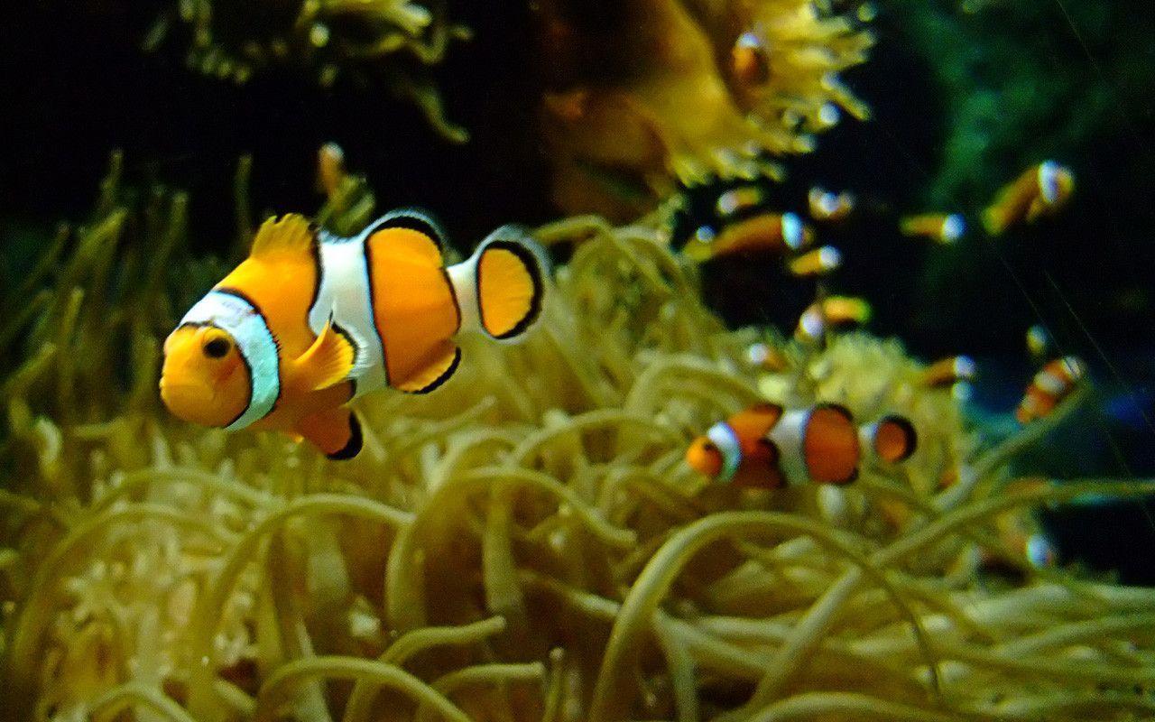 Clownfish Background. picttop
