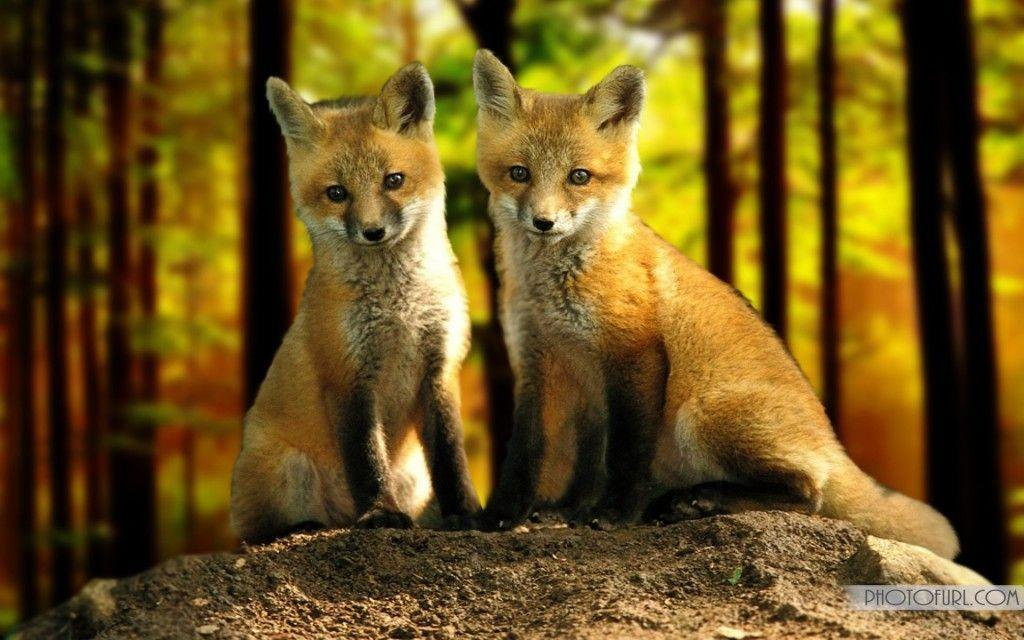 Red fox wallpaper