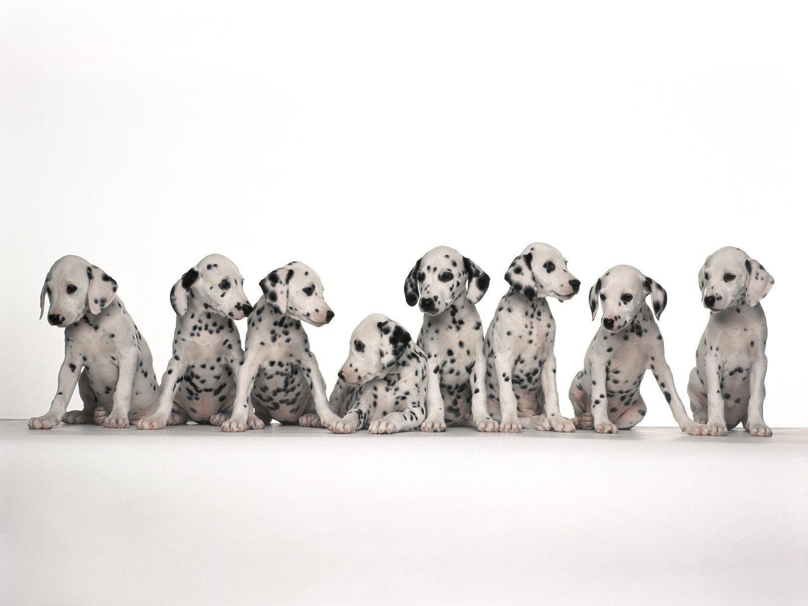 Dalmatian Puppies Standing Isolated on White Background Free Stock