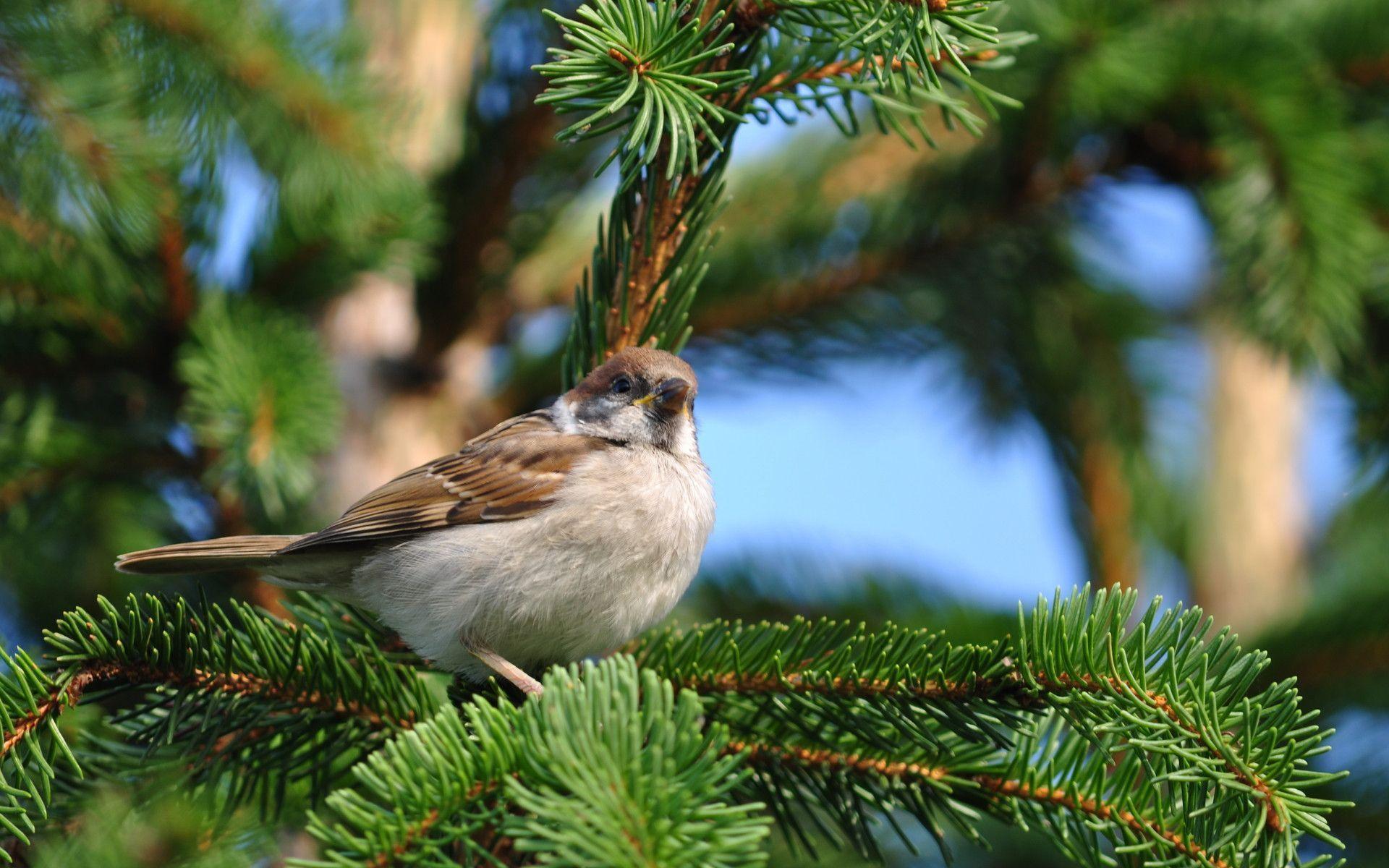 HD Lovely Little Bird On A Pine Wallpaper