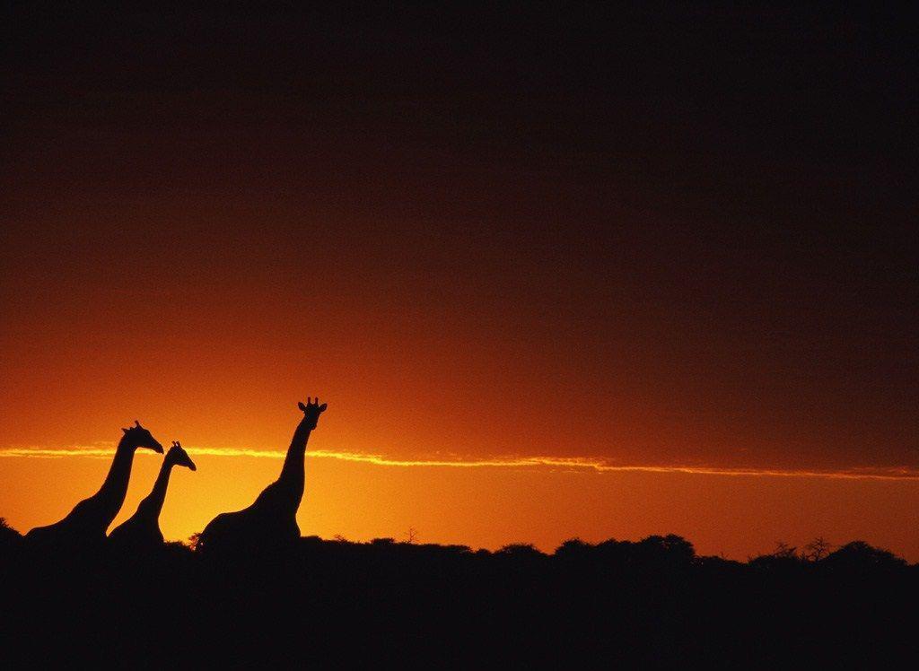 Cool Giraffe Background Image & Picture