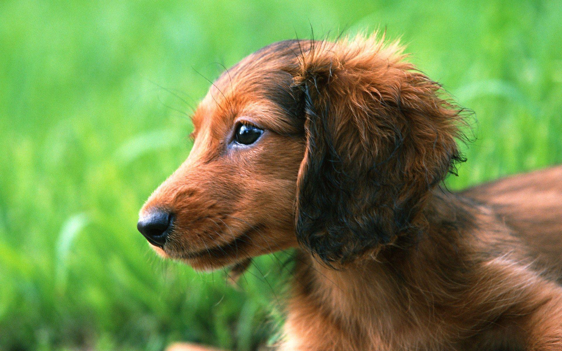 Dachshund Wallpapers - Wallpaper Cave