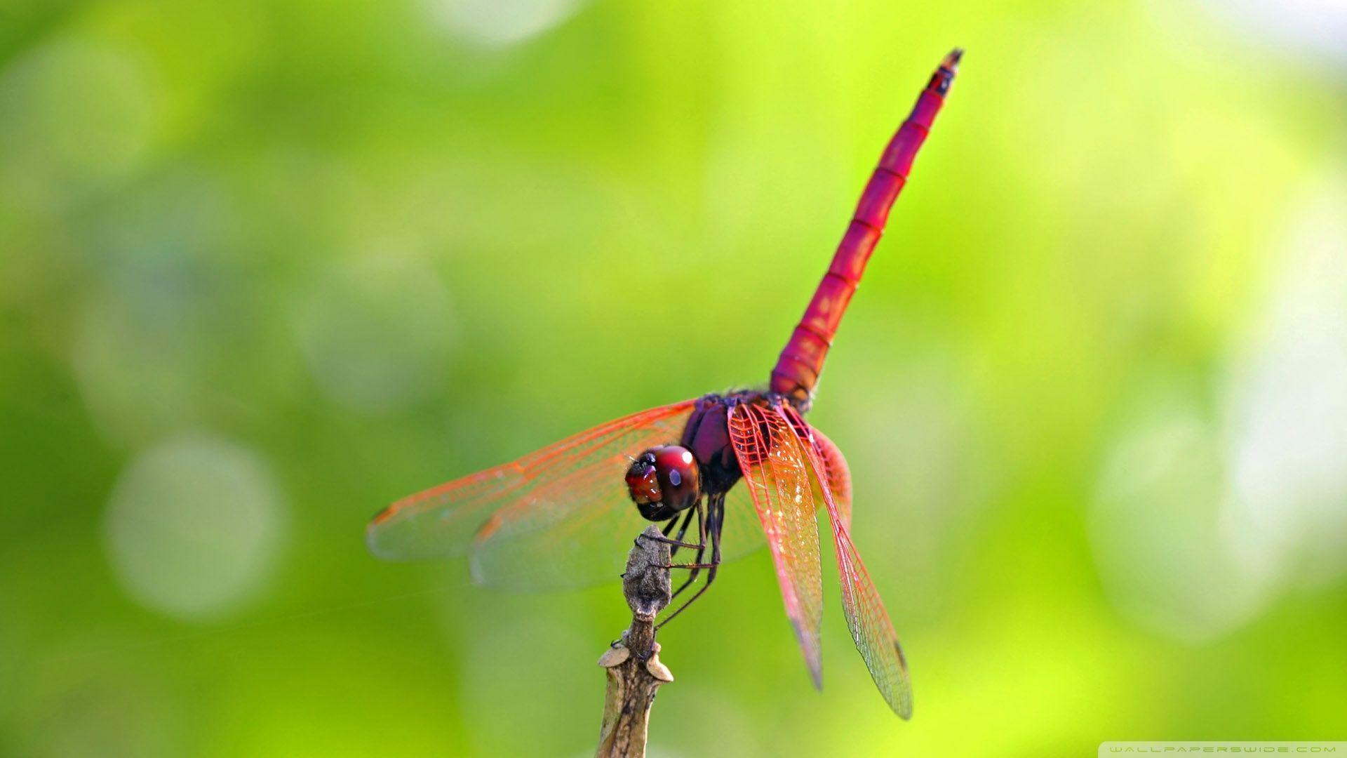 Free Dragonfly Computer Wallpaper