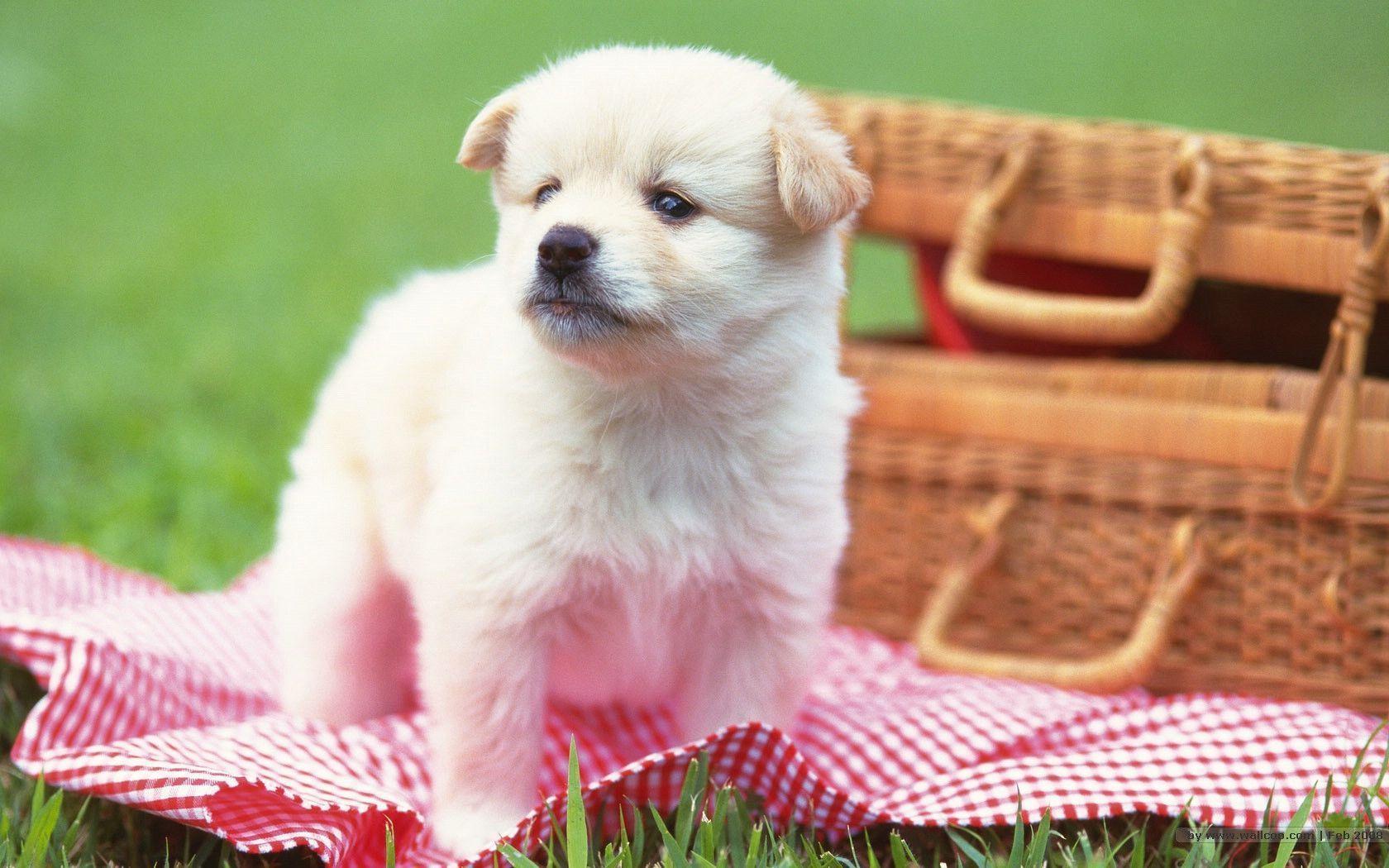 1680*1050 Lovely Puppy wallpaper / Lovely Puppies Photo