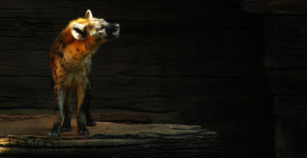 Stripped Hyena sketch