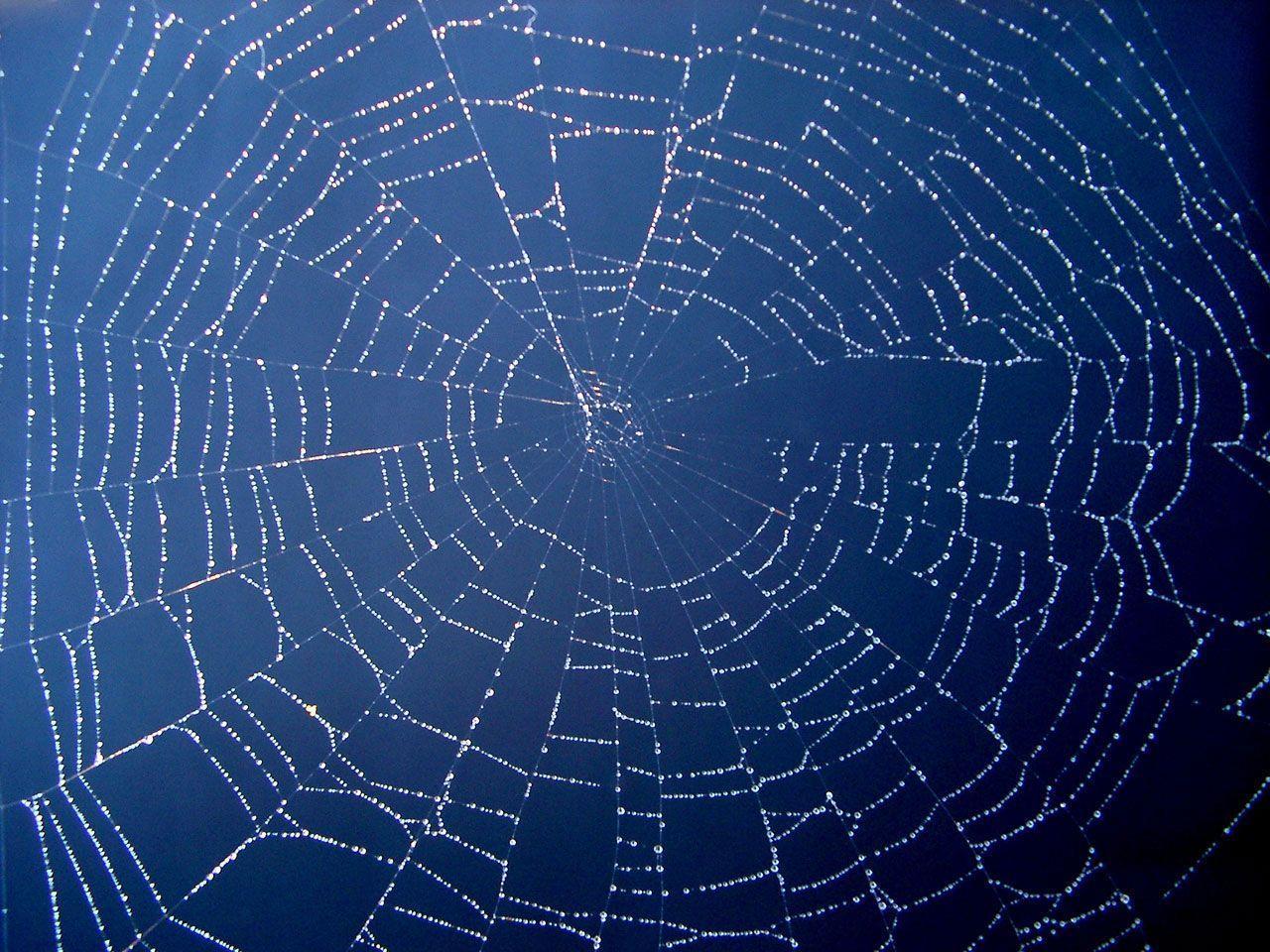 Spider Web Background 139777 High Definition Wallpaper. Suwall