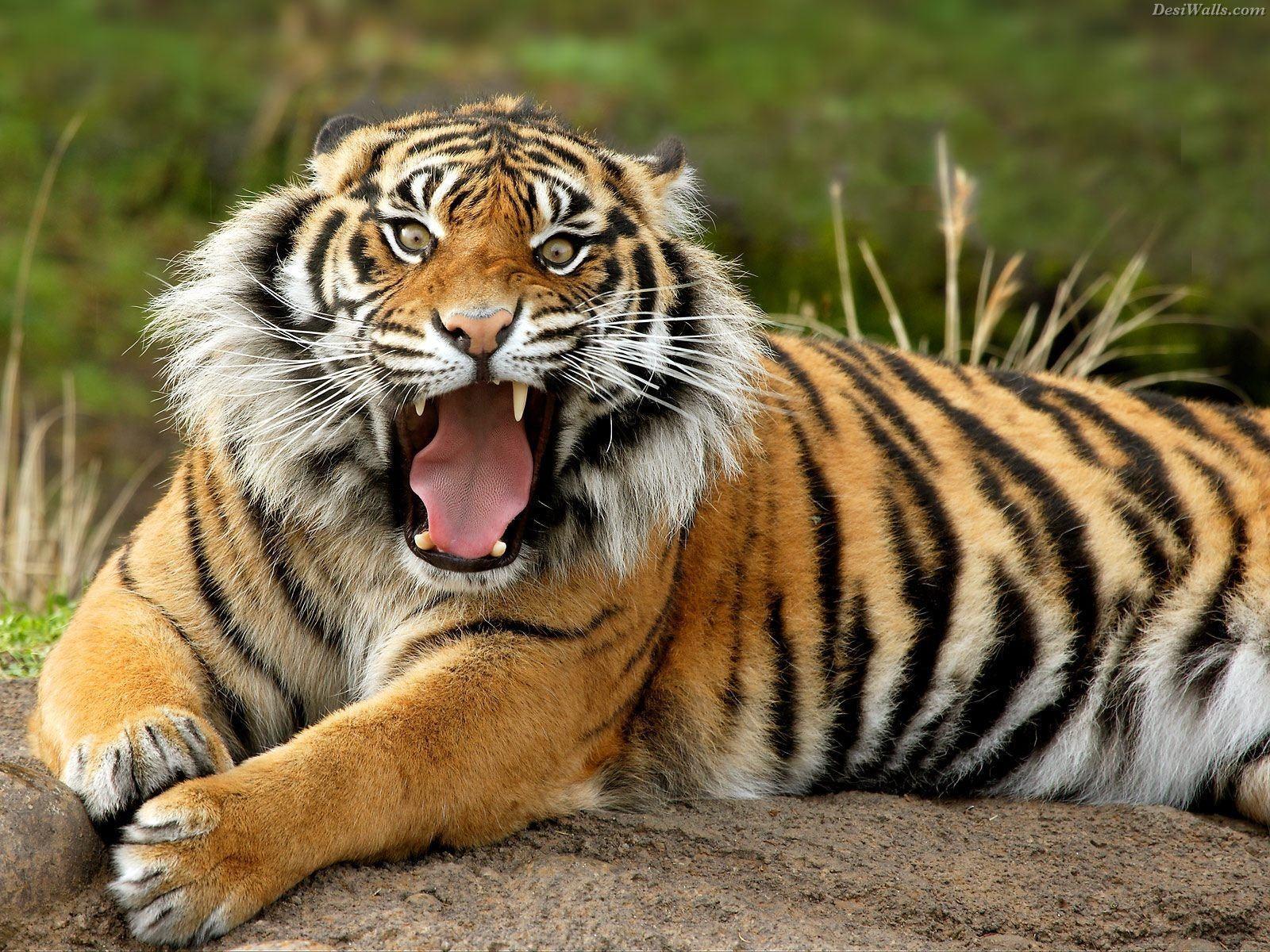 Siberian Tiger Wallpaper. Animal HD Wallpaper
