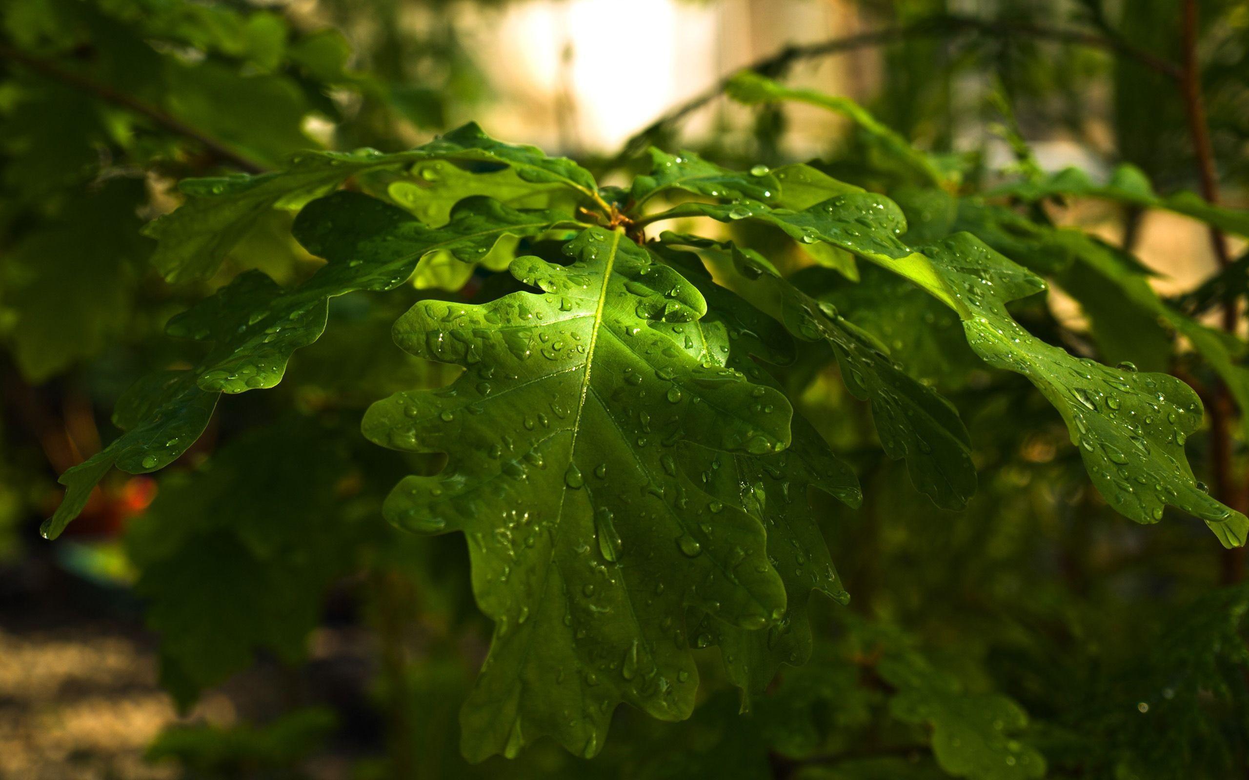 Dewy Oak Leaves Wallpaper Plants Nature