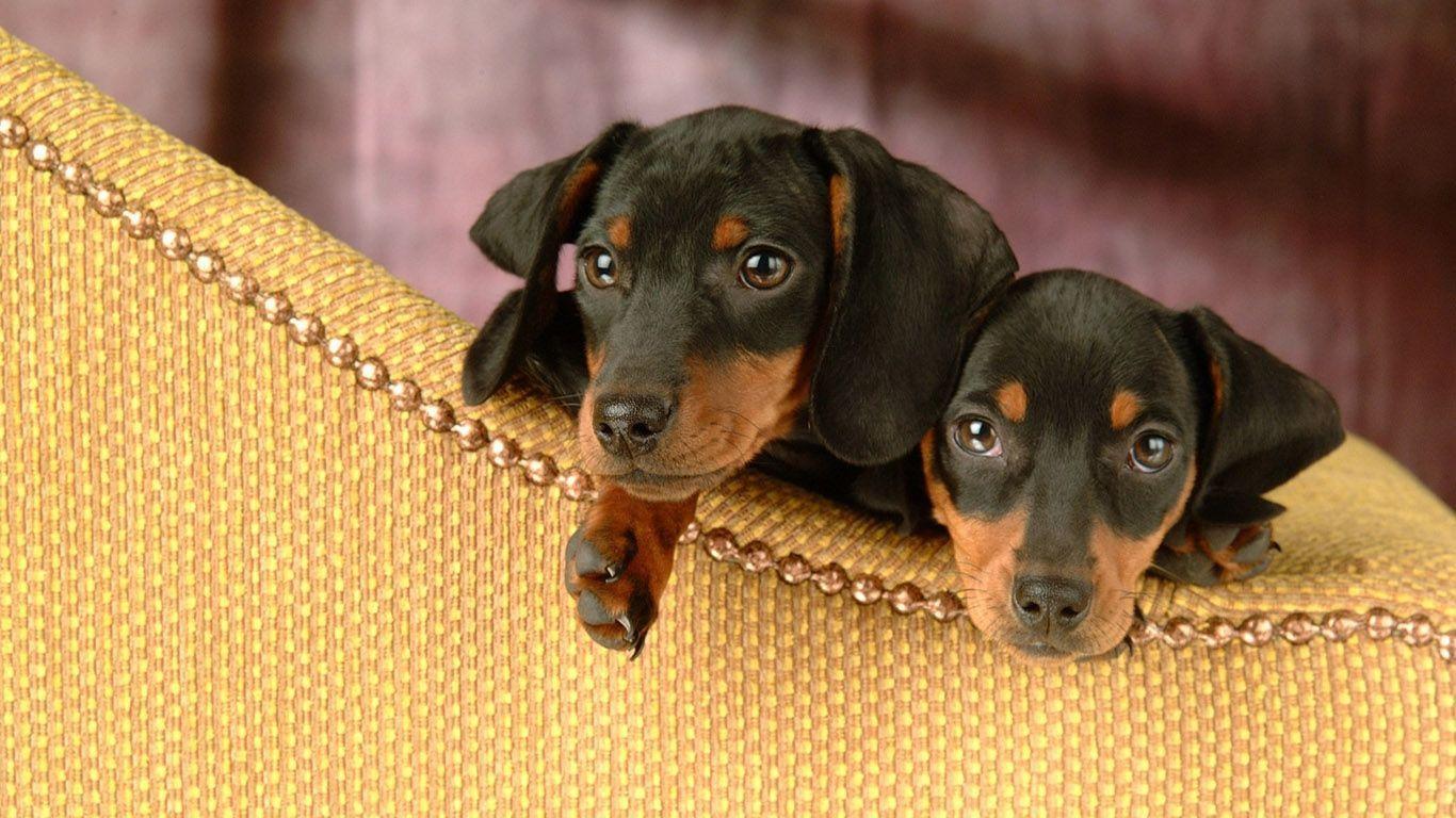 Dachshund Puppies Desktop Wallpaper