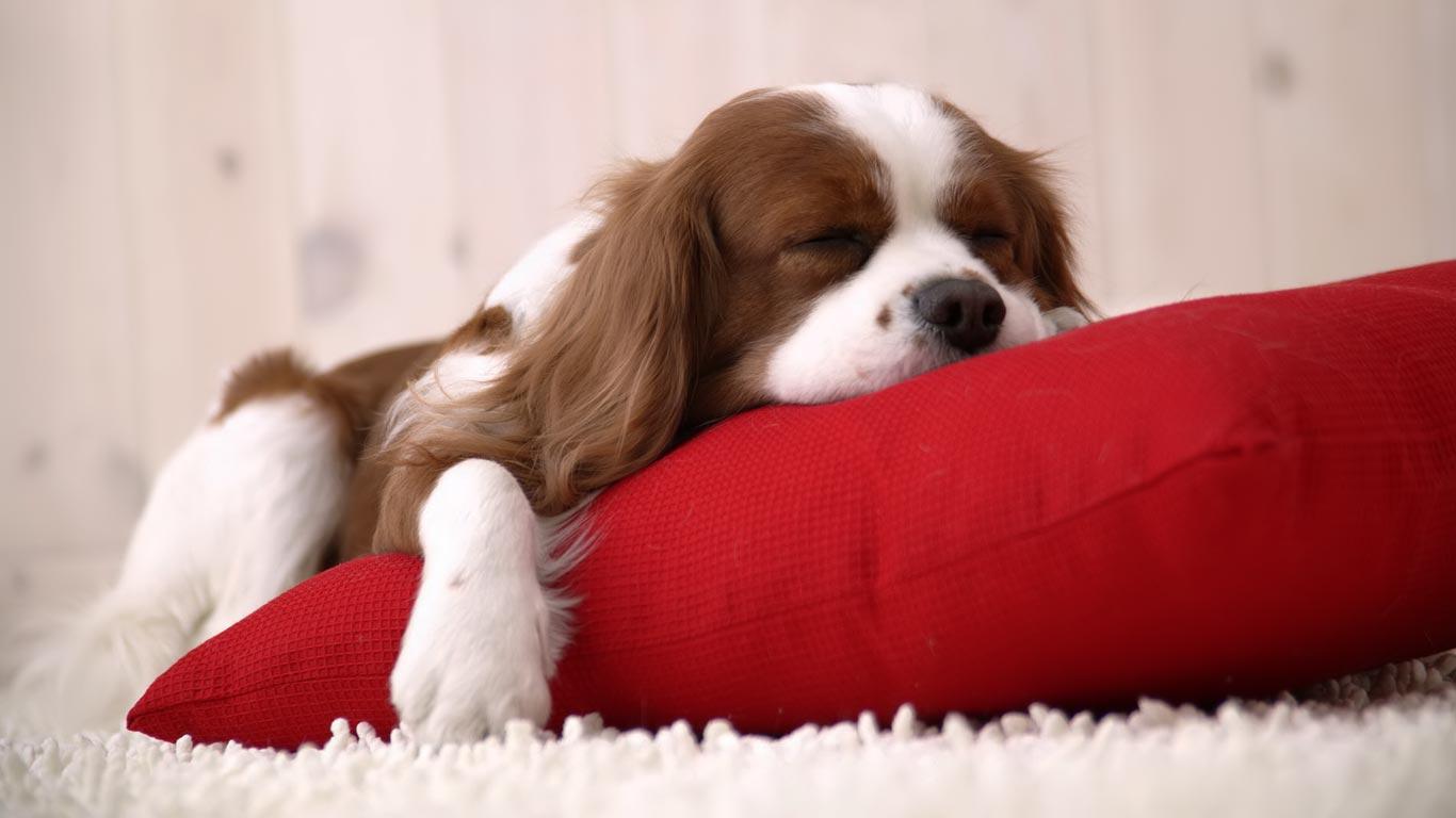 Desktop Wallpaper · Gallery · HD Notebook · Spaniel laptop