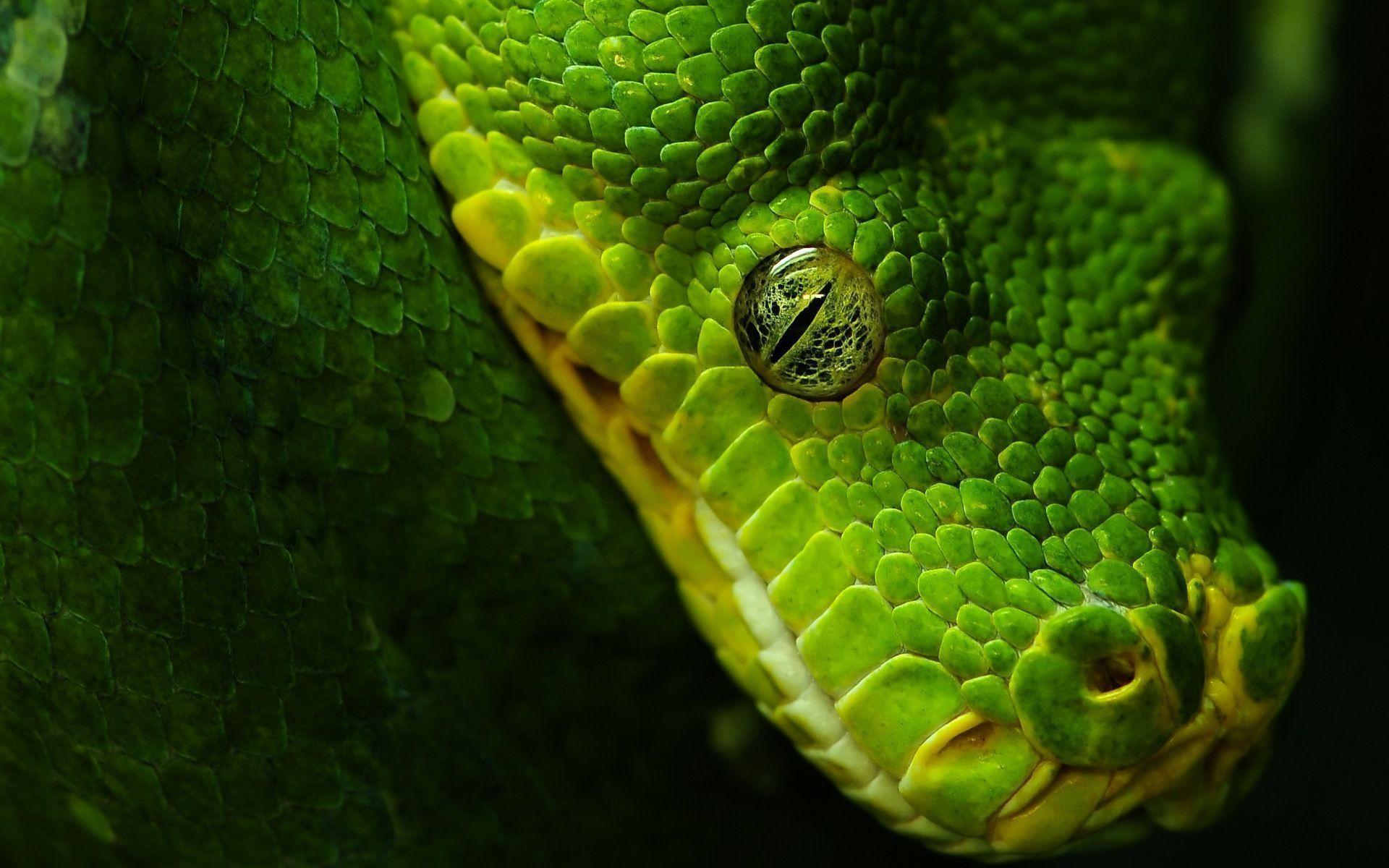 Wallpaper Snake Eye, Green, Black
