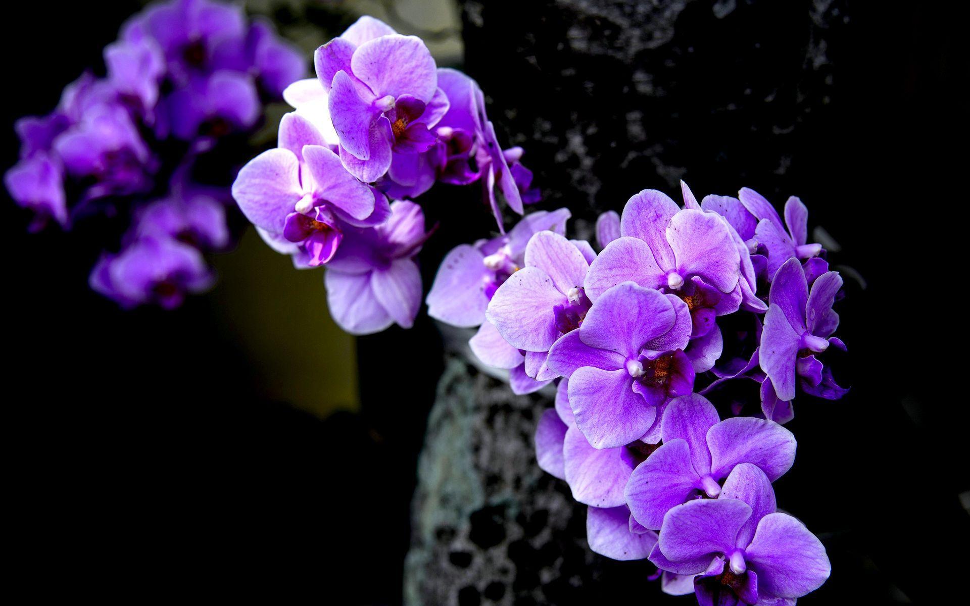 Purple Orchid Wide HD Wallpaper
