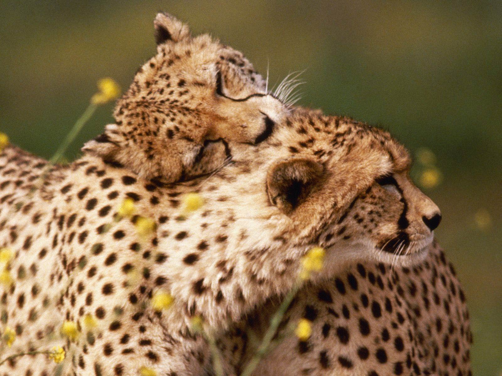 New Cheetah Wallpaper Love Animal Wallpaper. Cariwall