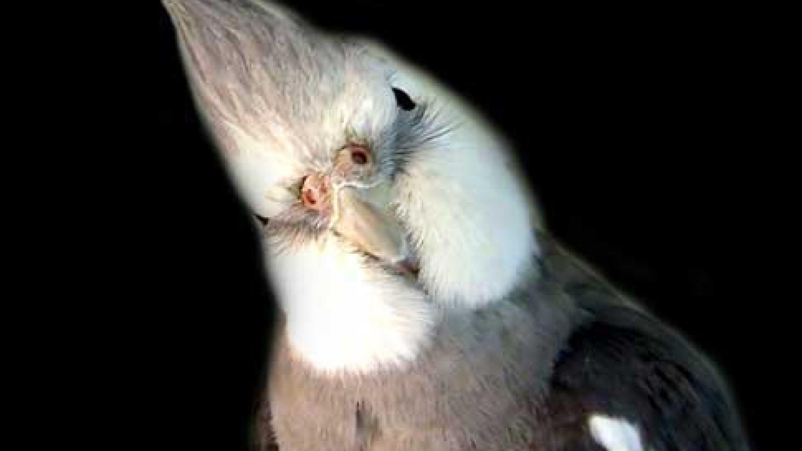 Cockatiel Wallpaper 42