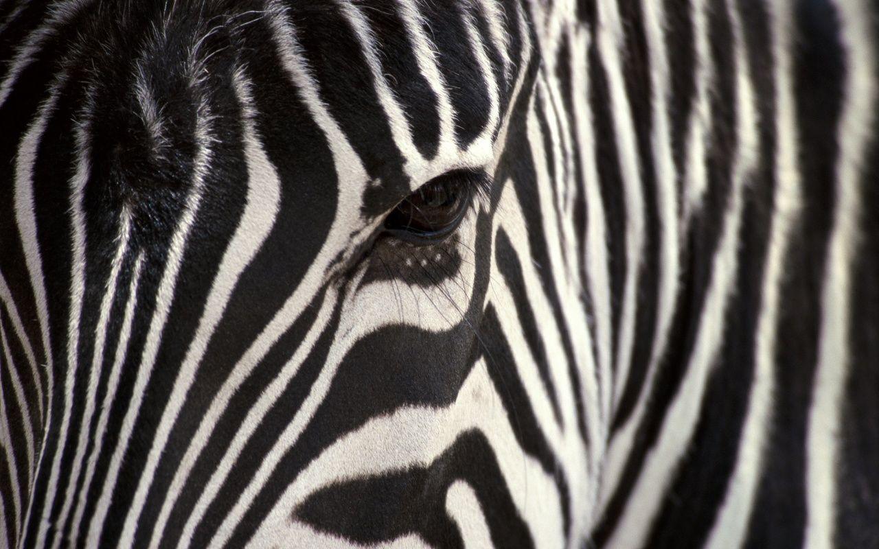 Zebra Wallpaper Desktop Image & Picture