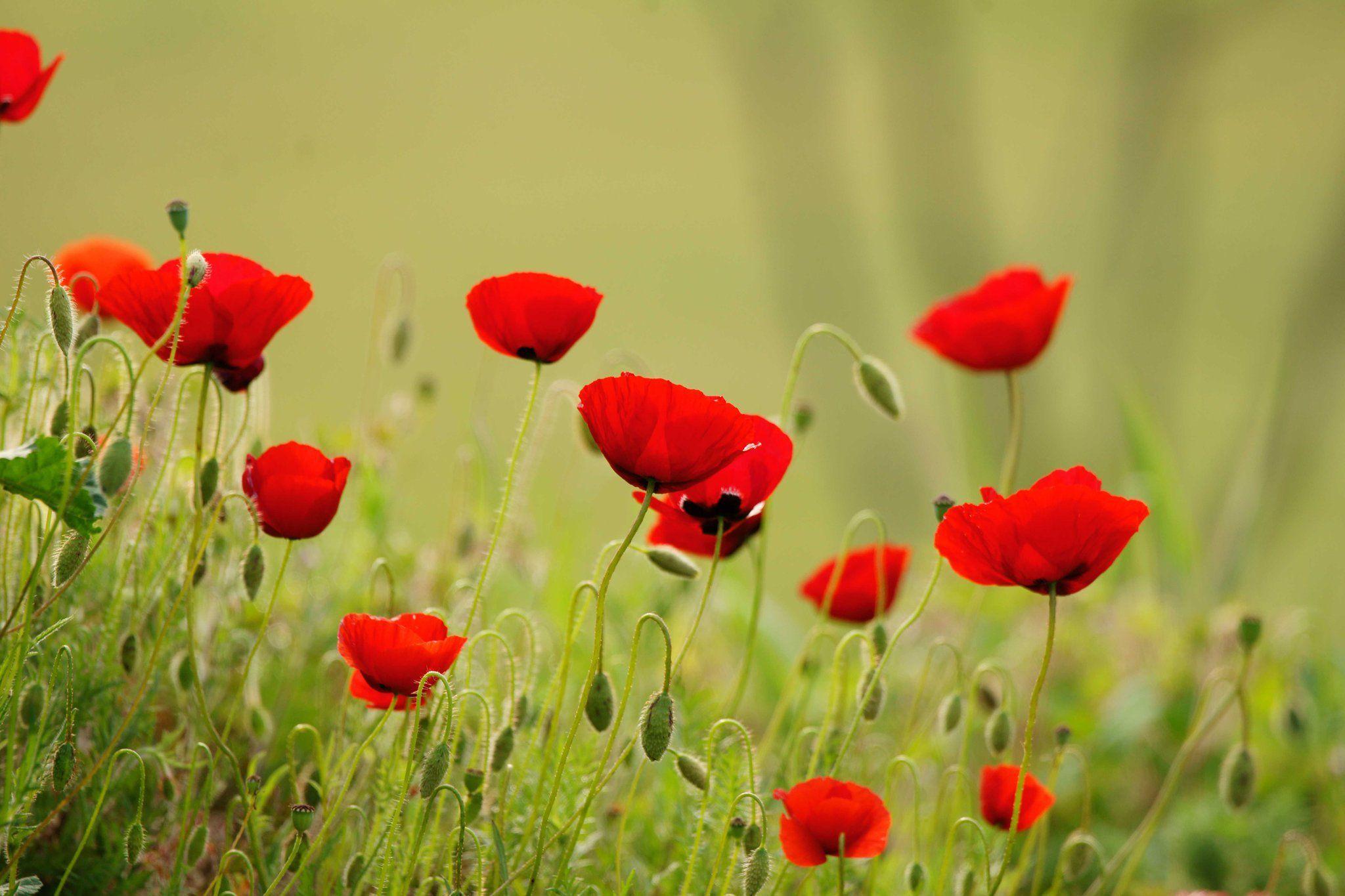 Pix For > Poppies Wallpaper