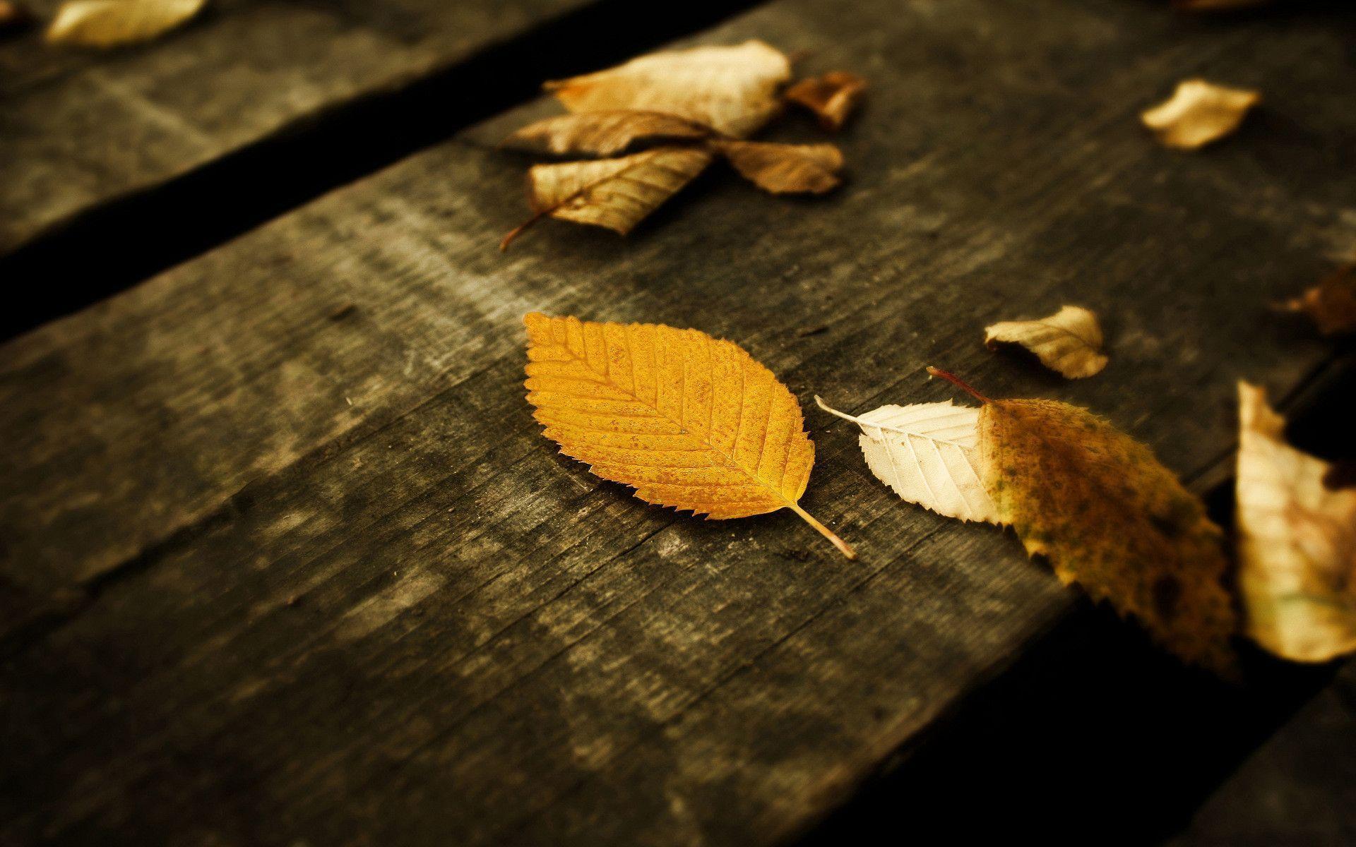 Leaves HD Wallpaper. Theme Bin, HD Wallpaper