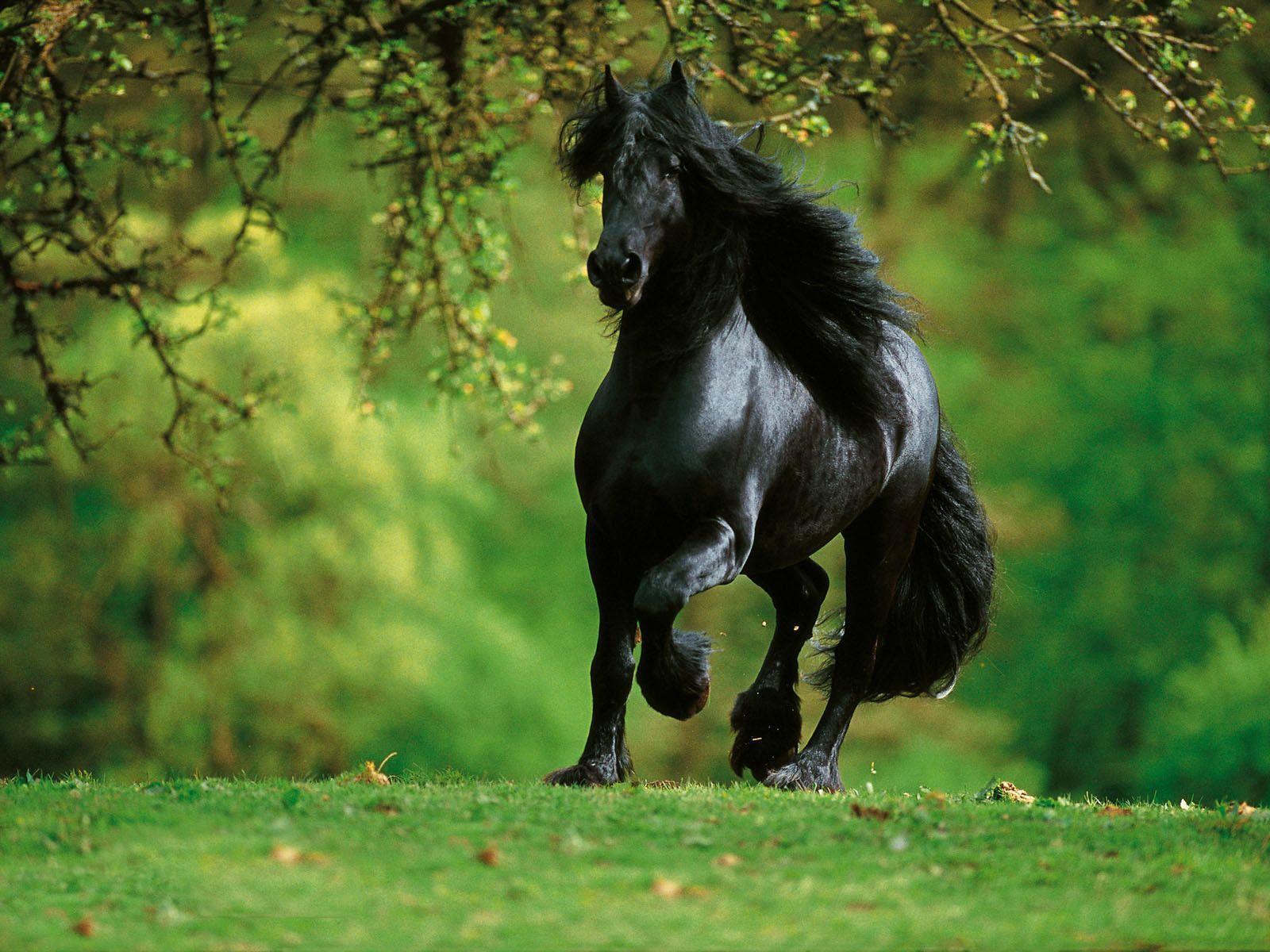 Background Picture Black Arabian Horse, Wallpaper, HD Wallpaper