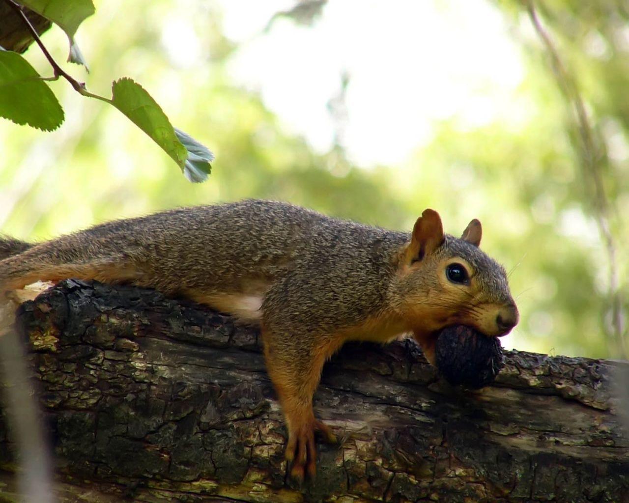 Maritza Craig: chipmunk wallpaper