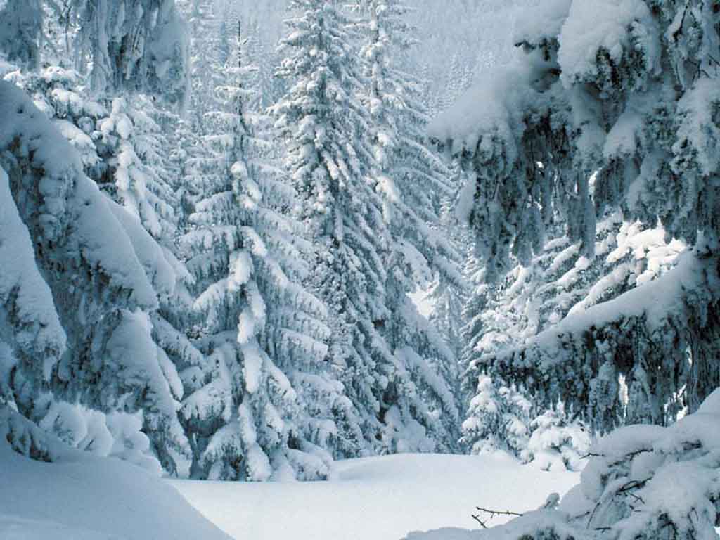 Snowy Forest Wallpaper 42949 HD Wallpaper. fullhdwalls