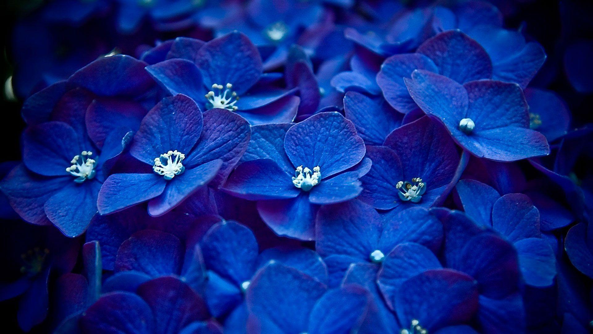 Pix For > Pretty Blue Wallpaper