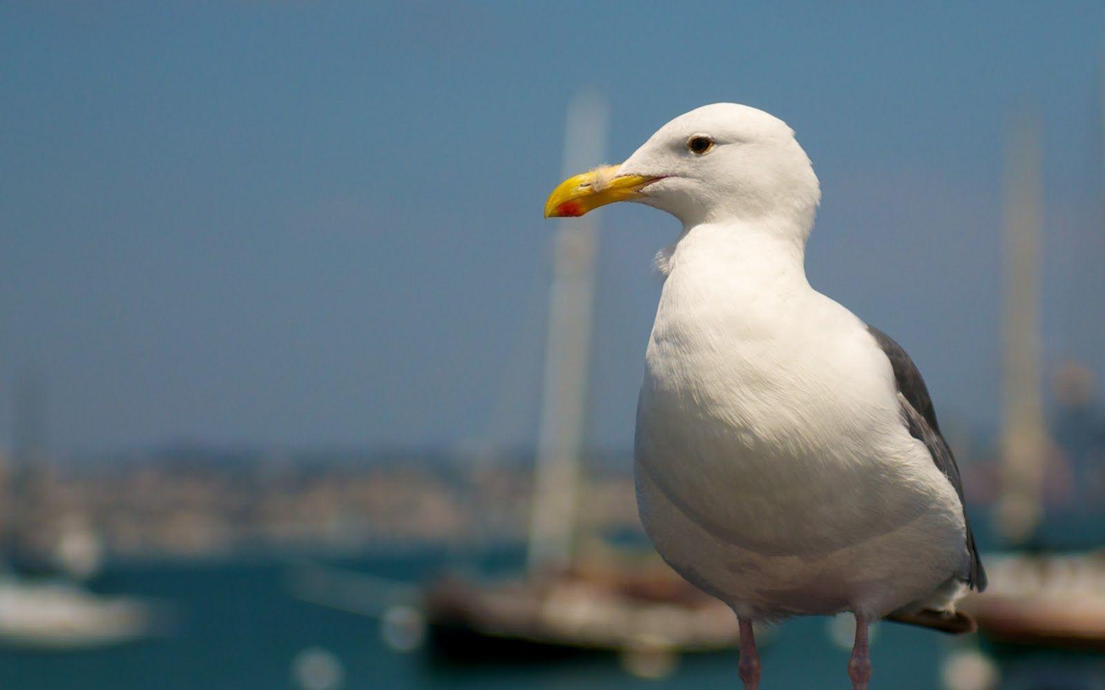 9000 Seagull Pictures and Images in HD  Pixabay