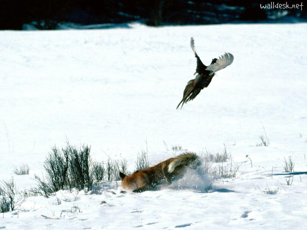 The Fox and the Pheasant to Desktop Law of the Forest