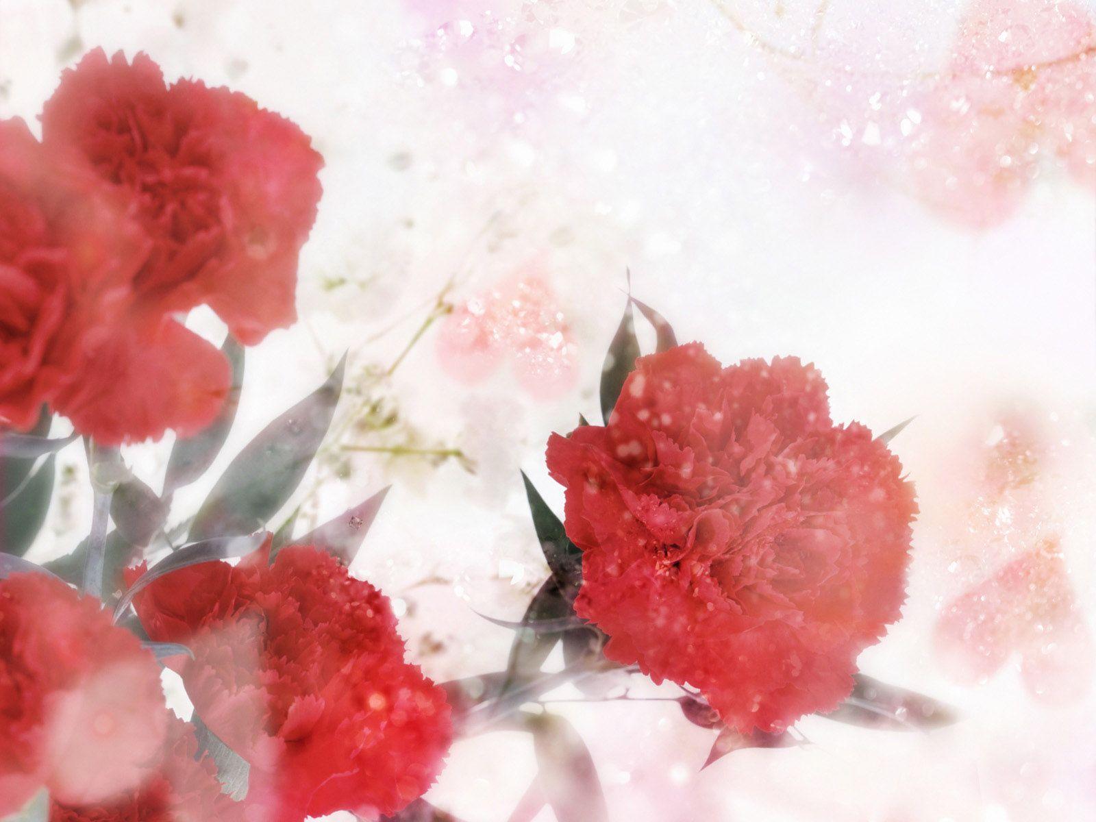 HD 1600x1200 Flower Art Red Carnation Wedding HD Wallpaper