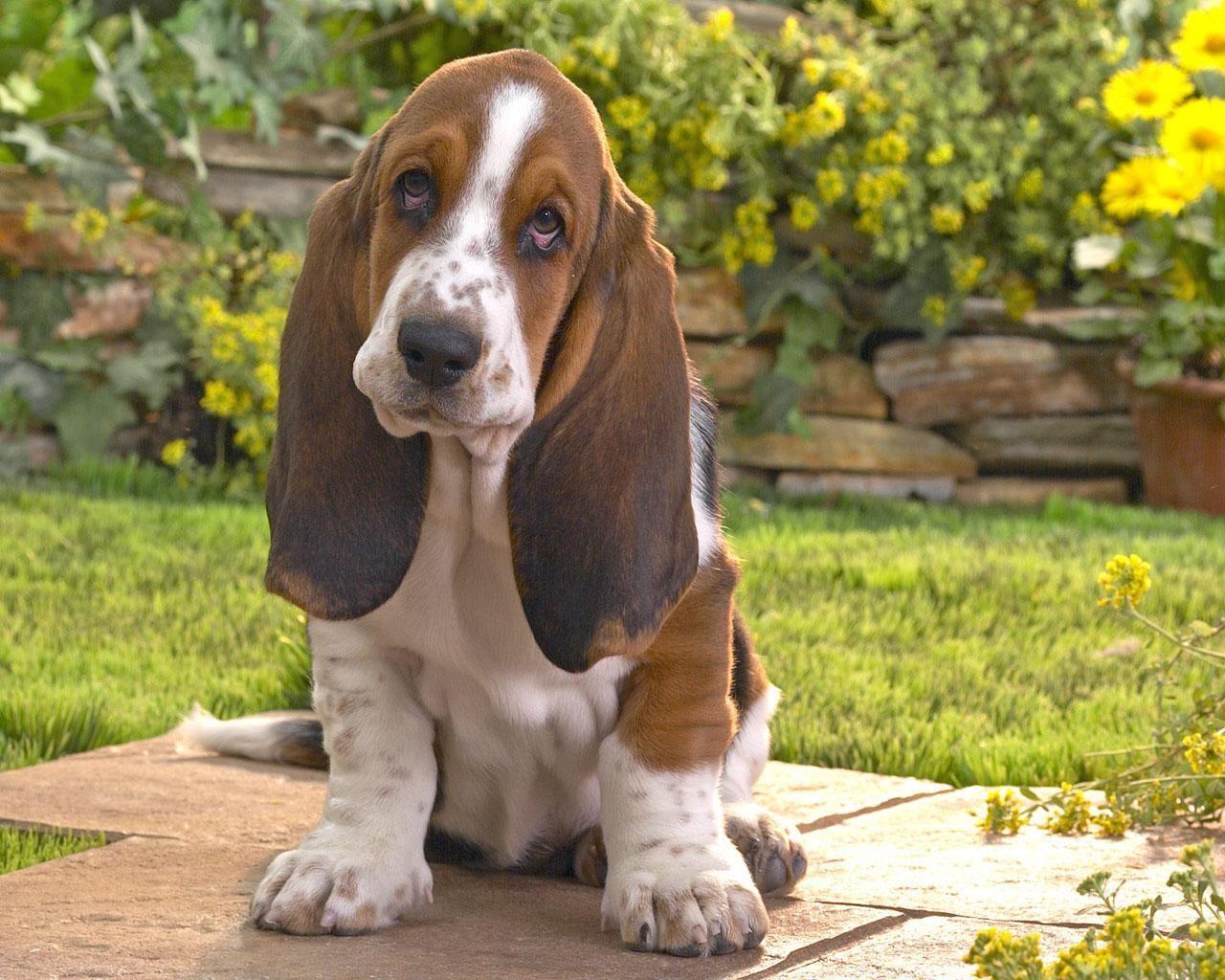 Basset hound in the yard wallpaper