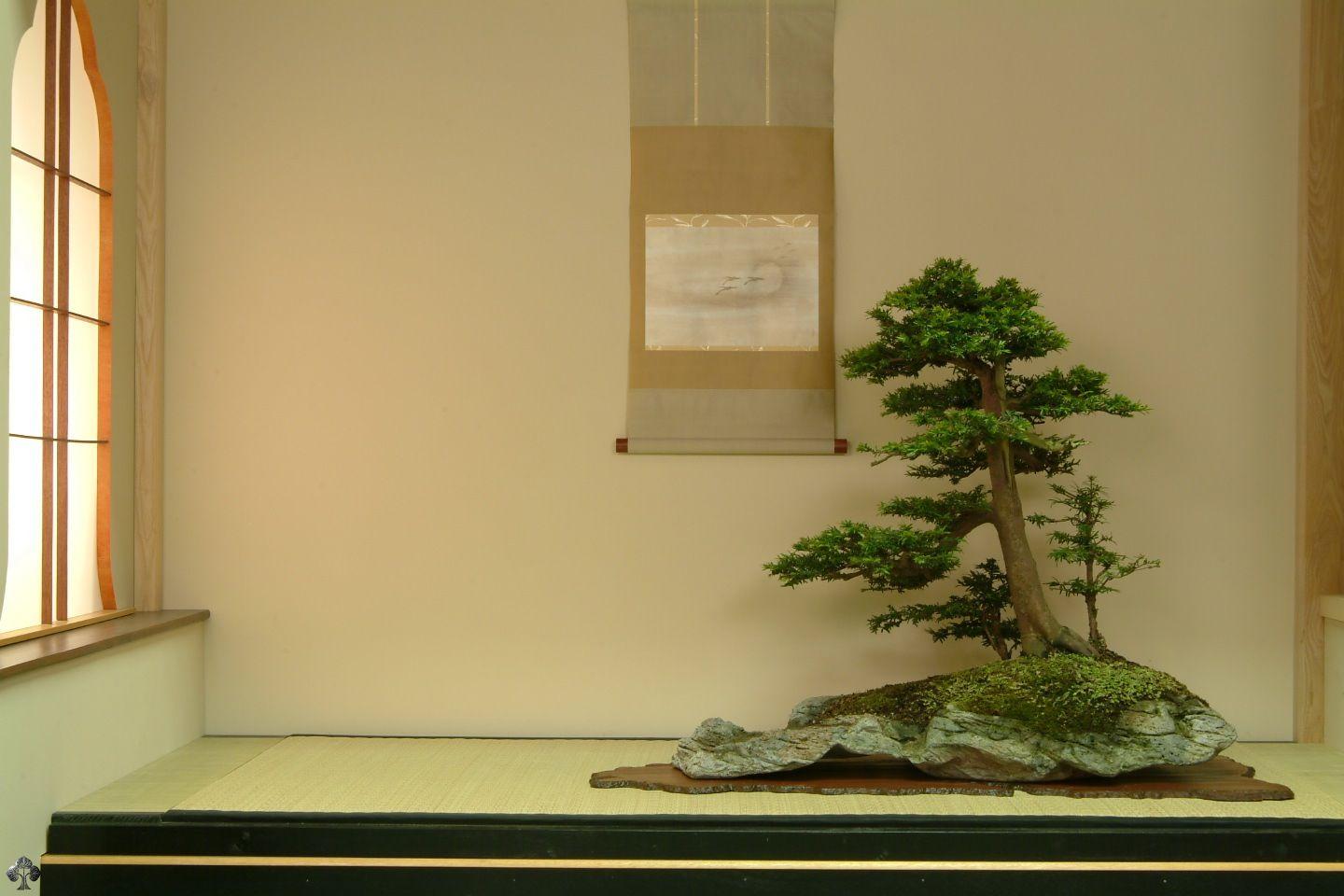 Download our Bonsai wallpaper