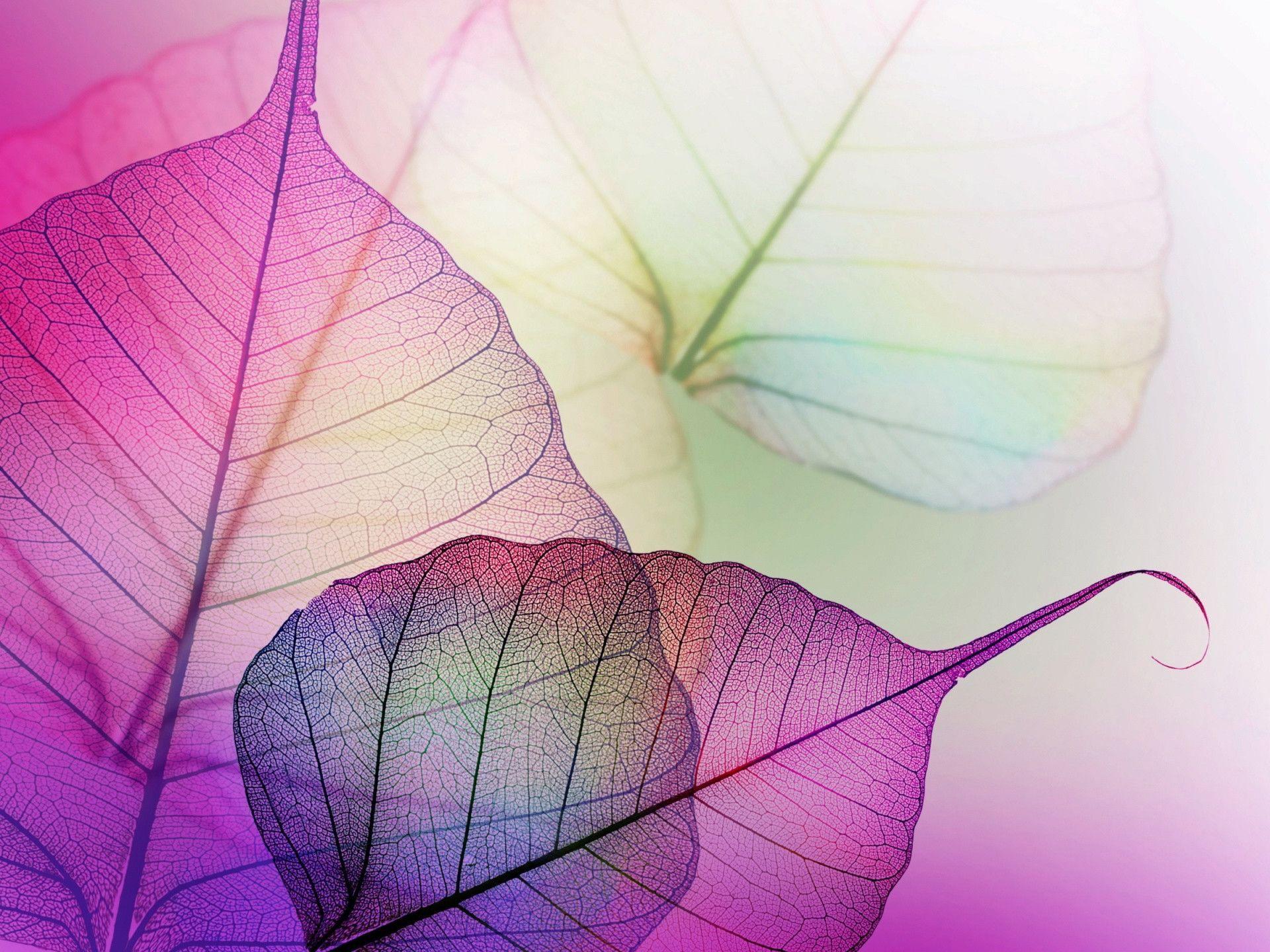 Transparent mauve leave veins Wallpaper