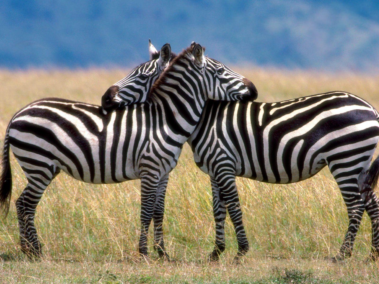 Zebras free desktop background wallpaper image