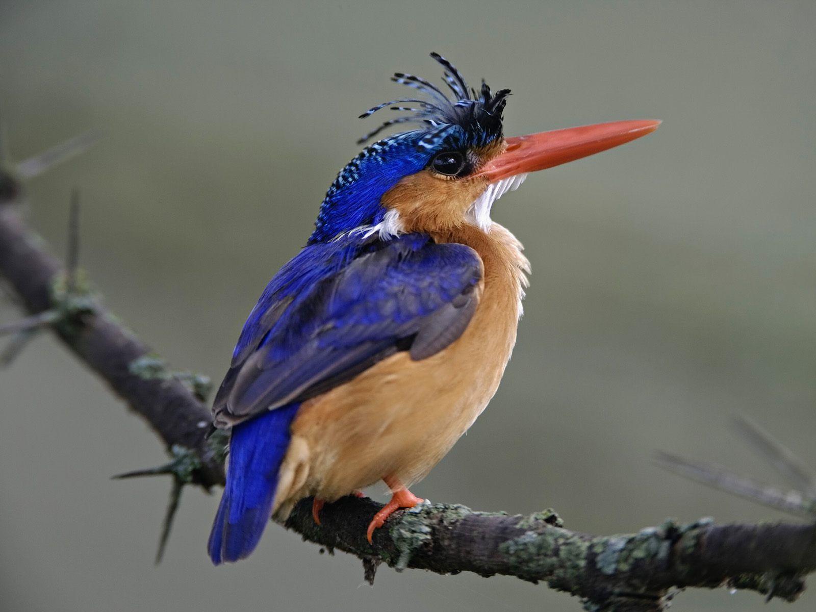 Birds Photo Wallpaper & Facts info: Kingfisher Bird
