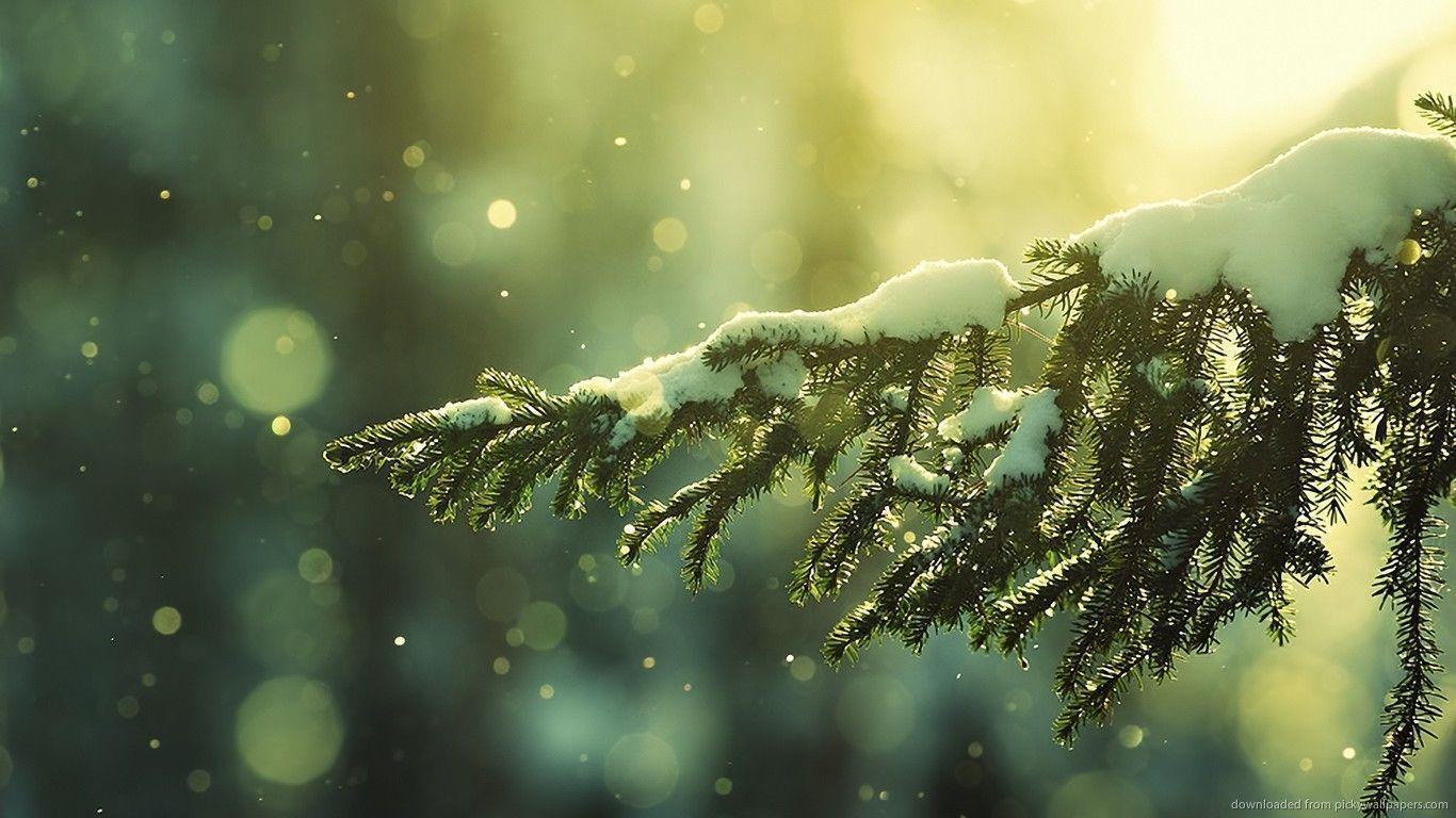 Download 1366x768 Awesome Snowy Tree Branch Wallpaper