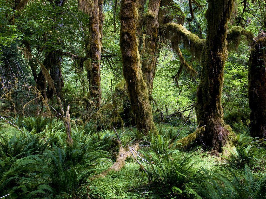 Tropical Rain Forest Image