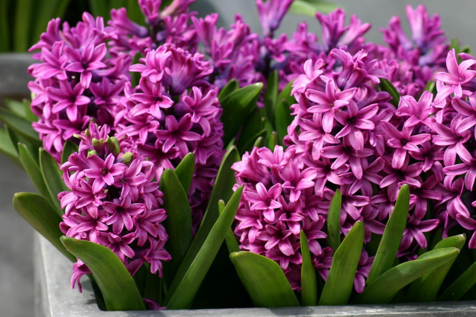 Pink Hyacinths (Color) Photo