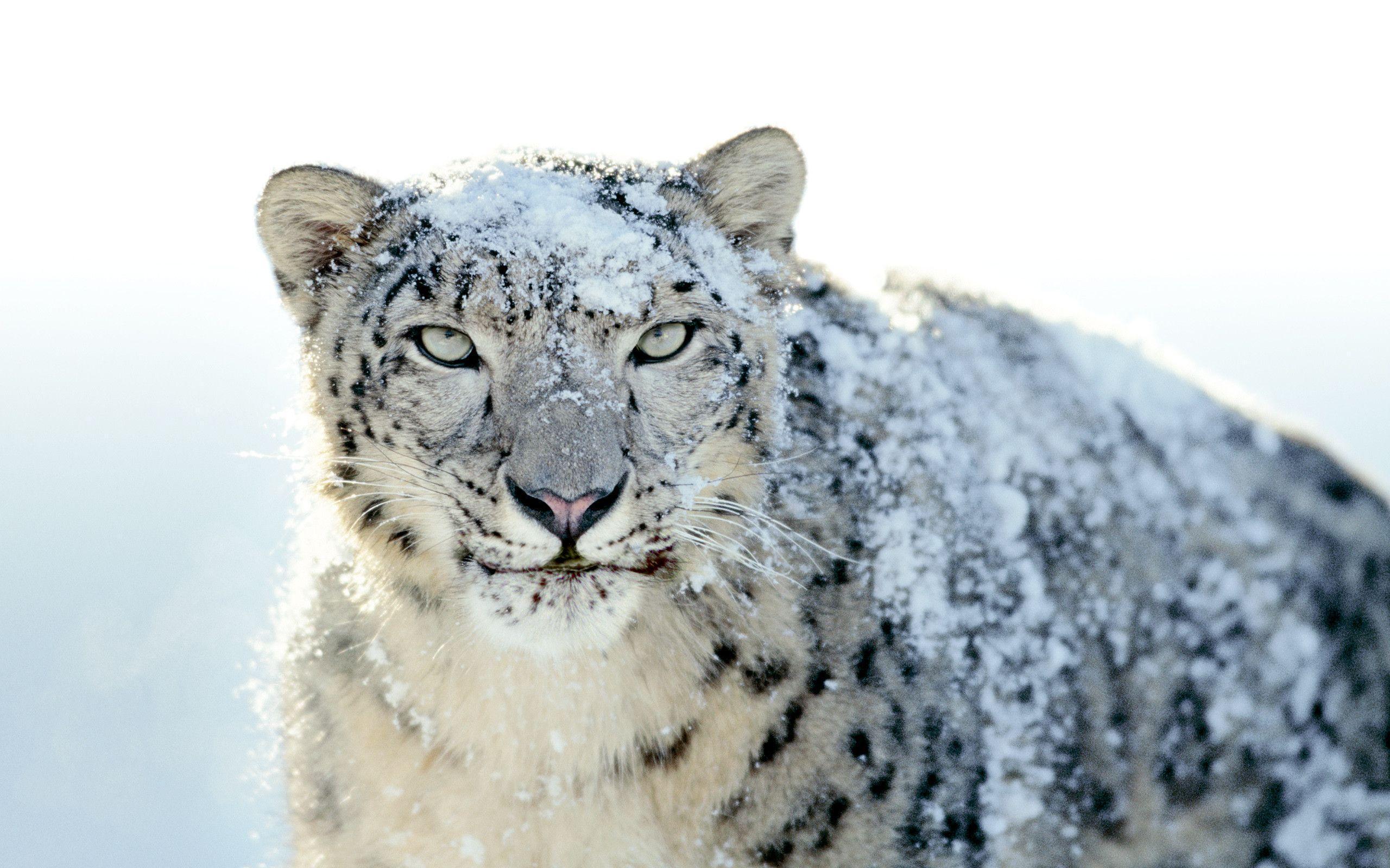 Artistic Snow Leopard Wallpaper Scene, iPhone, Mac