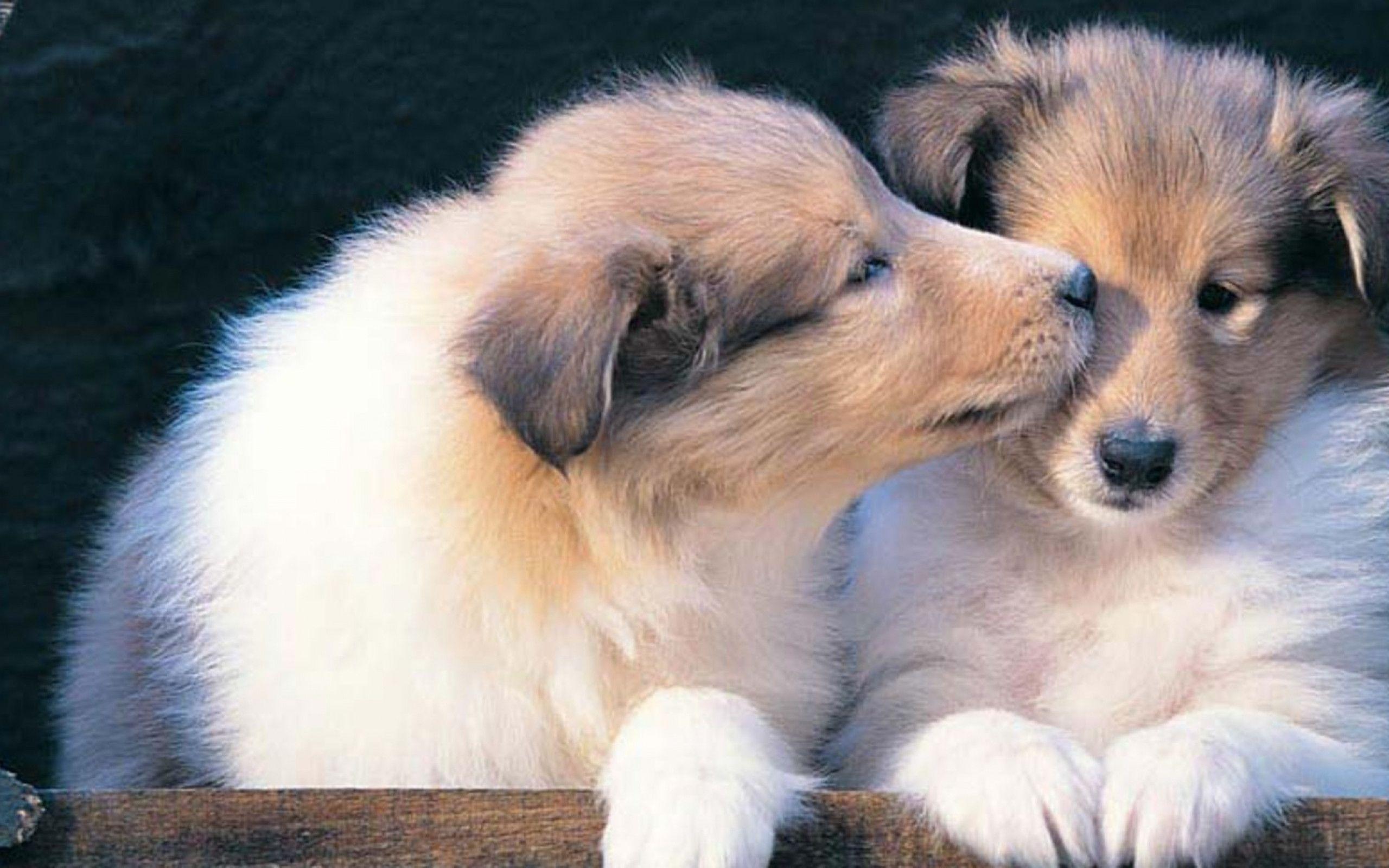 Wallpapers Of Puppies