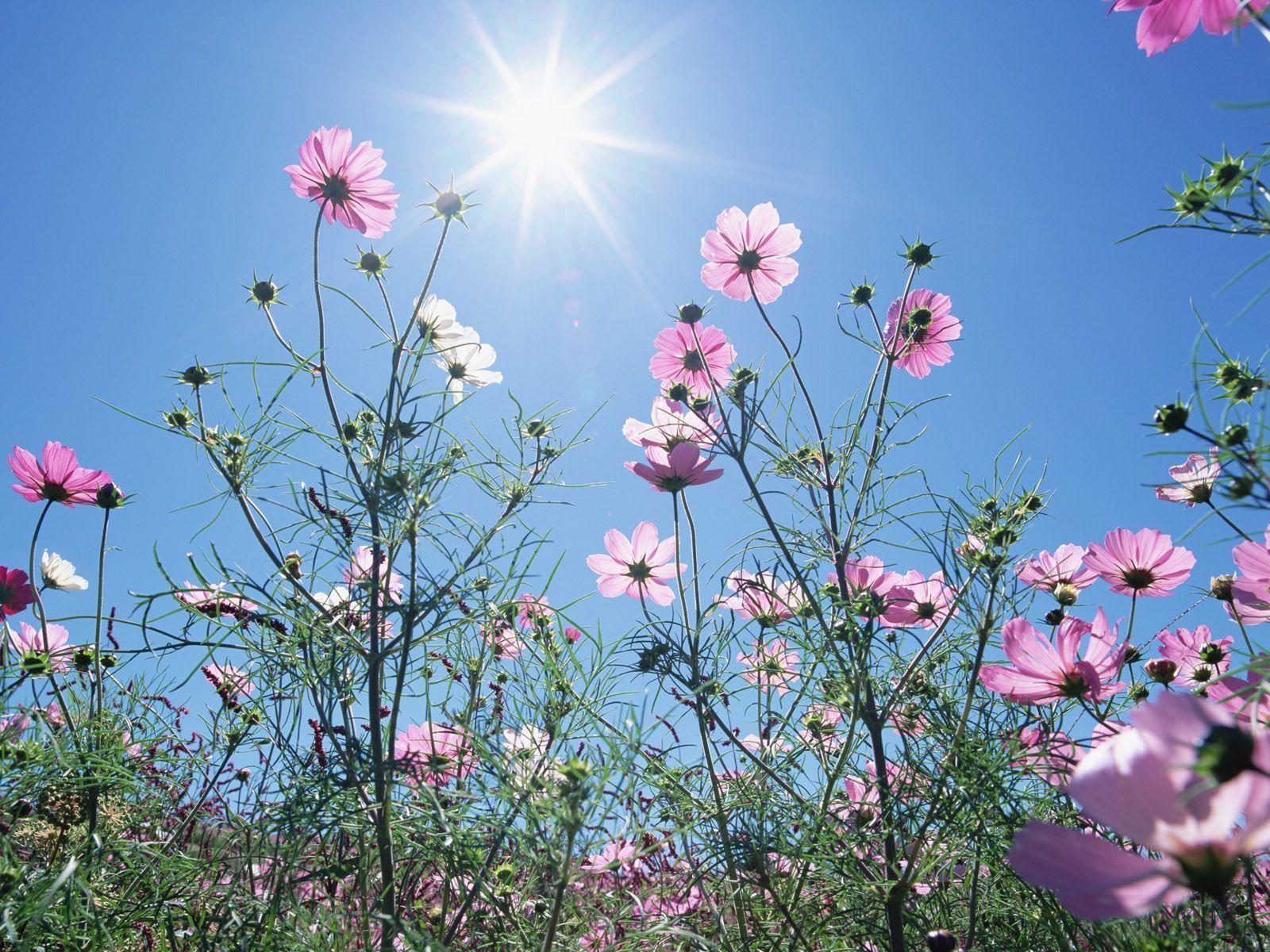 Flowers and Blue Sky, Colorful Flower Field (Vol.01), Beautiful