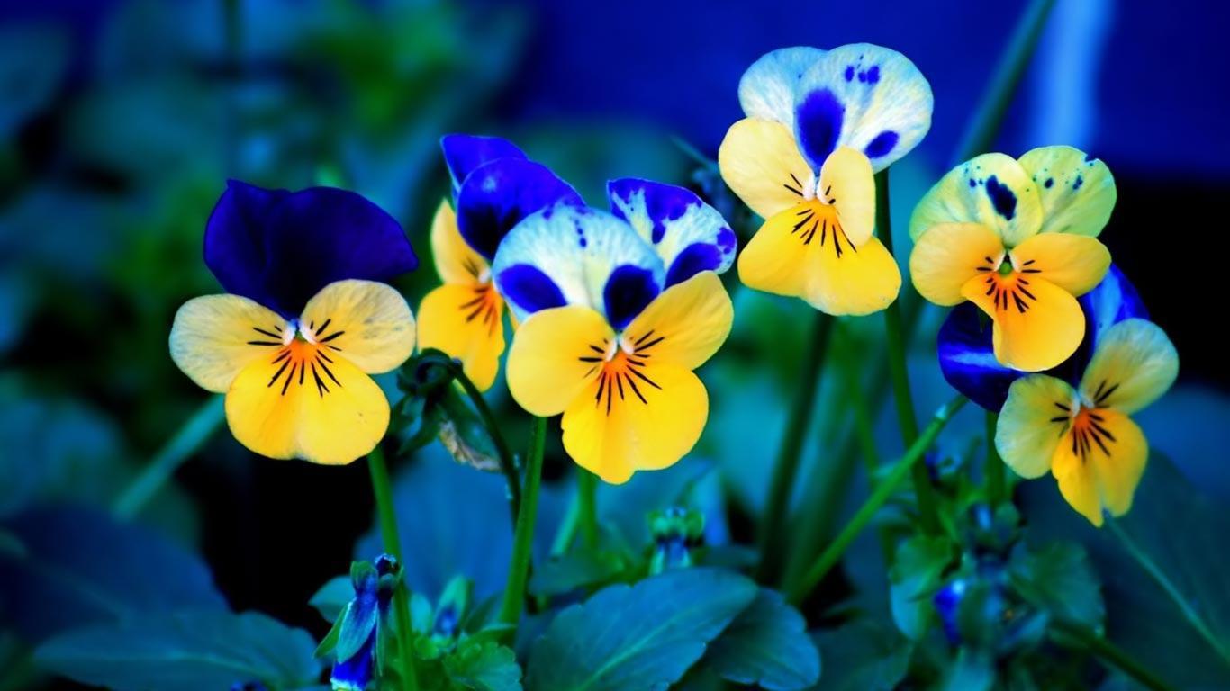 Pansies beautiful laptops netbooks HD
