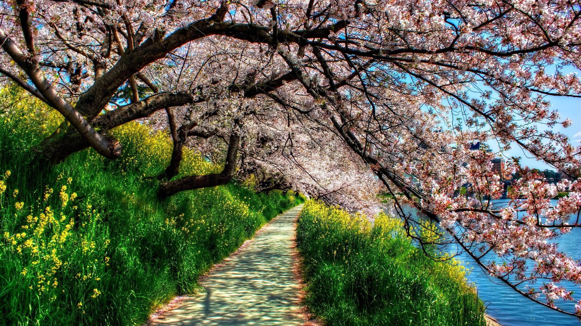 Spring blossom Wallpaper